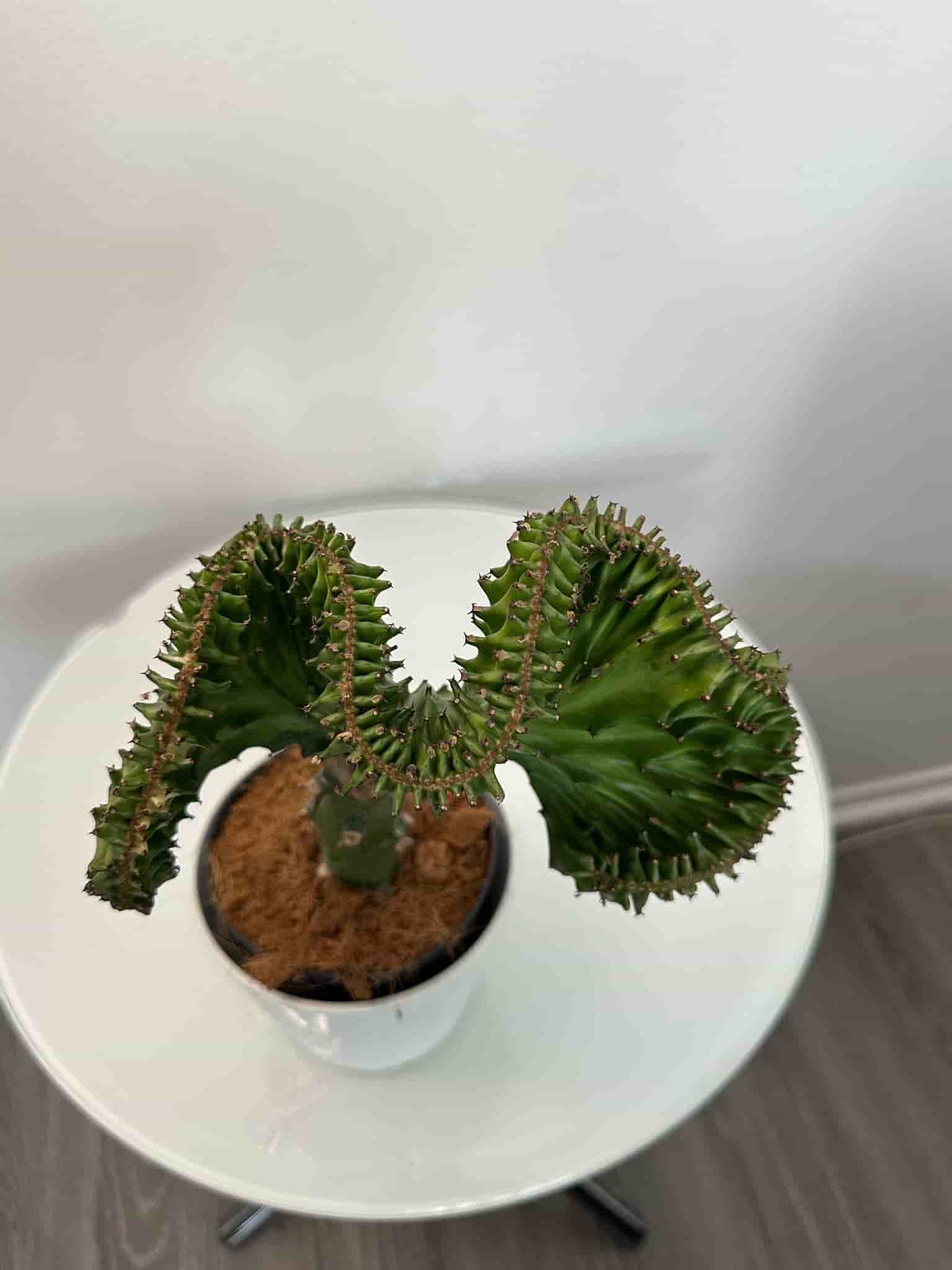Korallkaktus (Euphorbia Lactea Cristata)