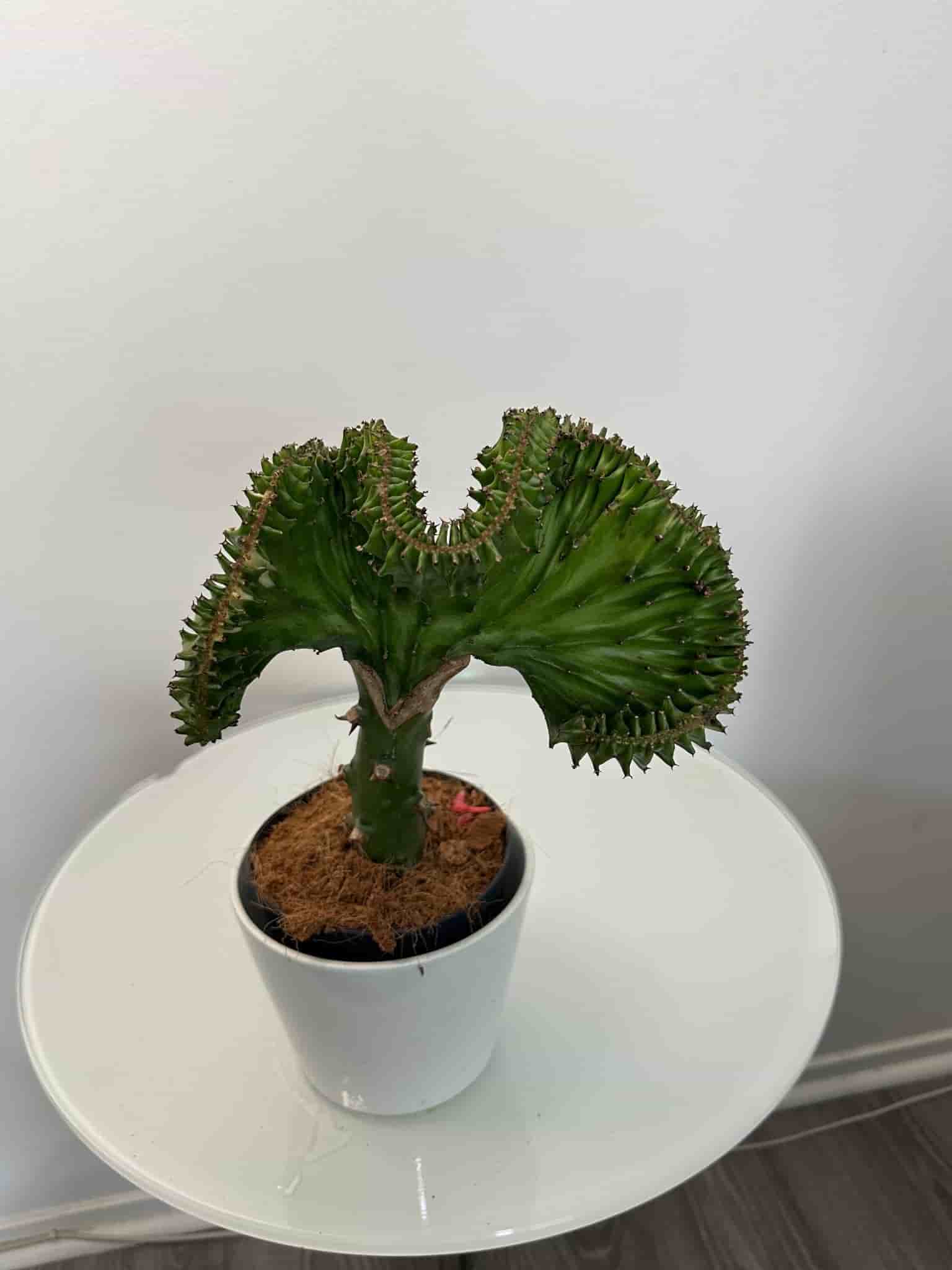 Korallkaktus (Euphorbia Lactea Cristata)