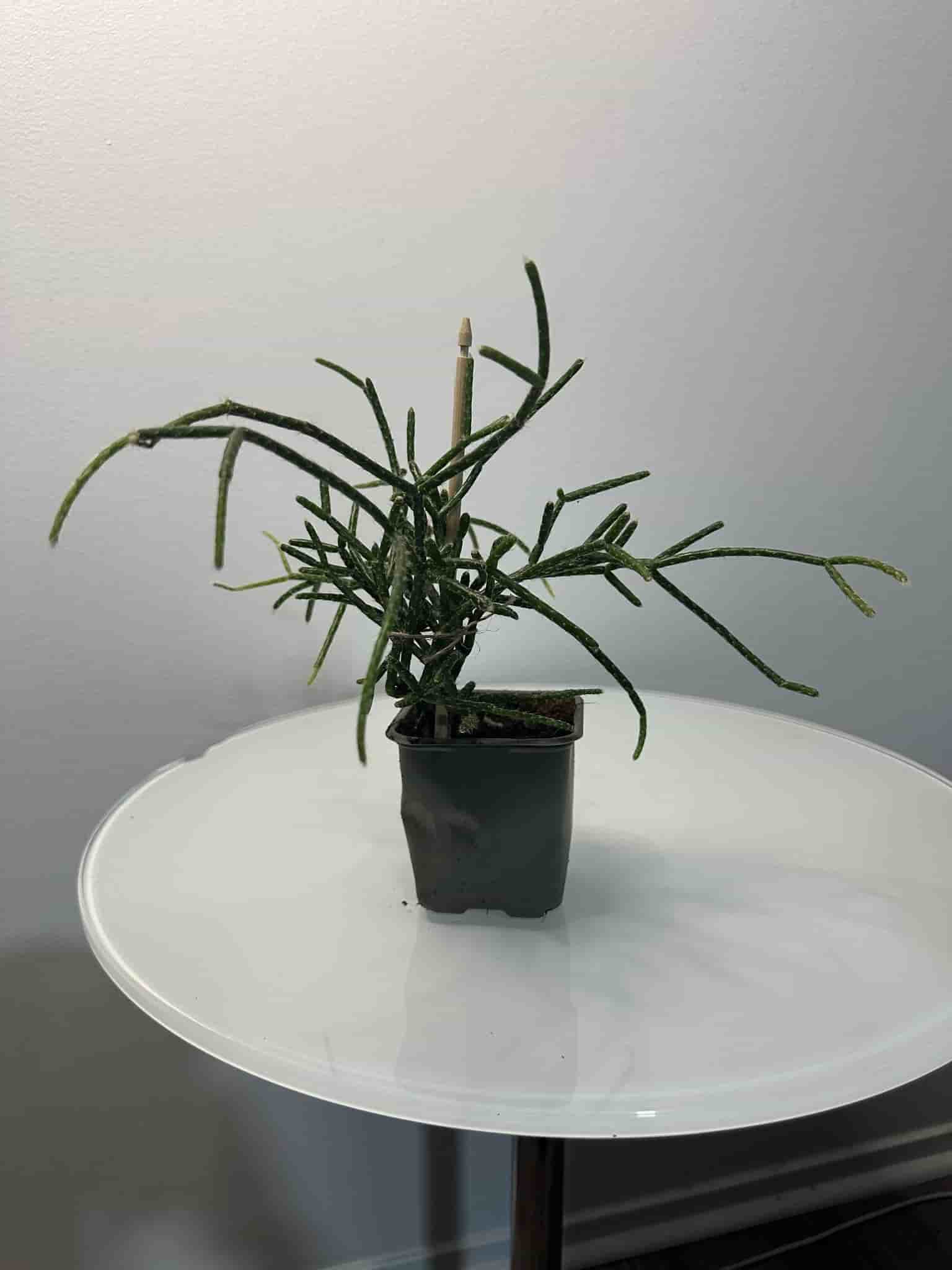 Rhipsalis, Kaktus
