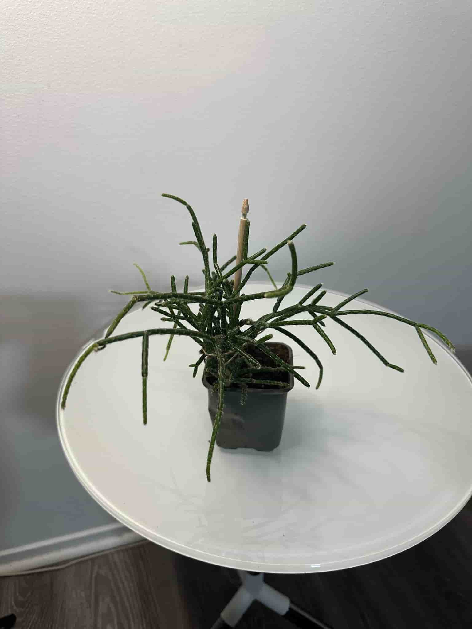 Rhipsalis, Kaktus