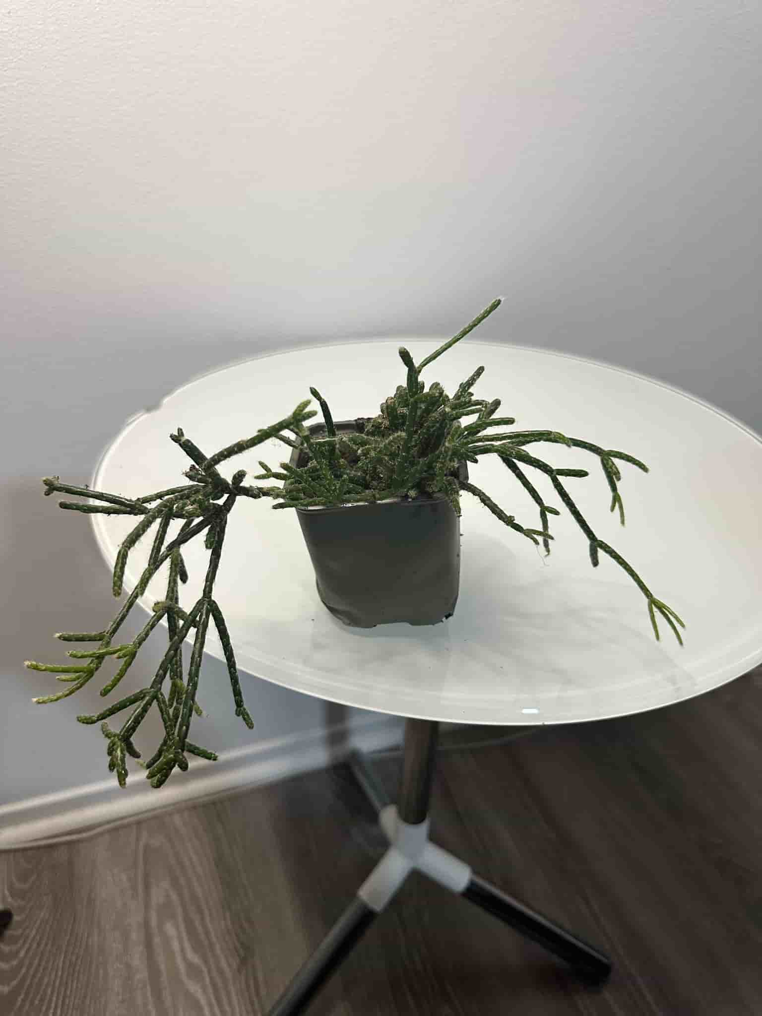 Rhipsalis ullnärskaktus hatoria skelett vit