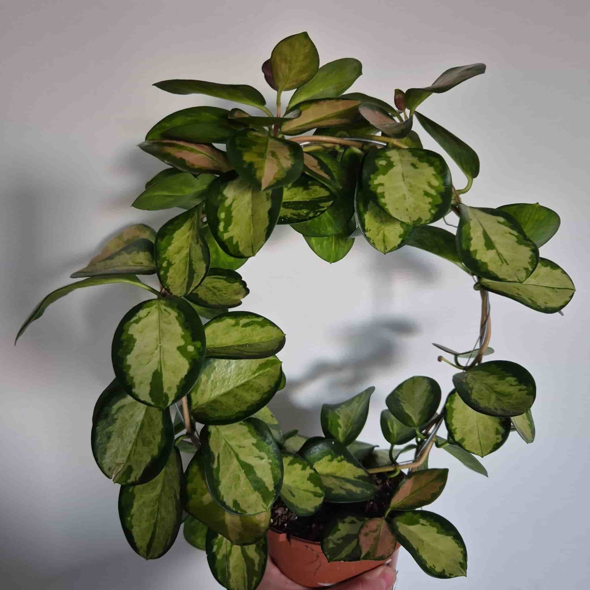 Hoya Australis Lisa