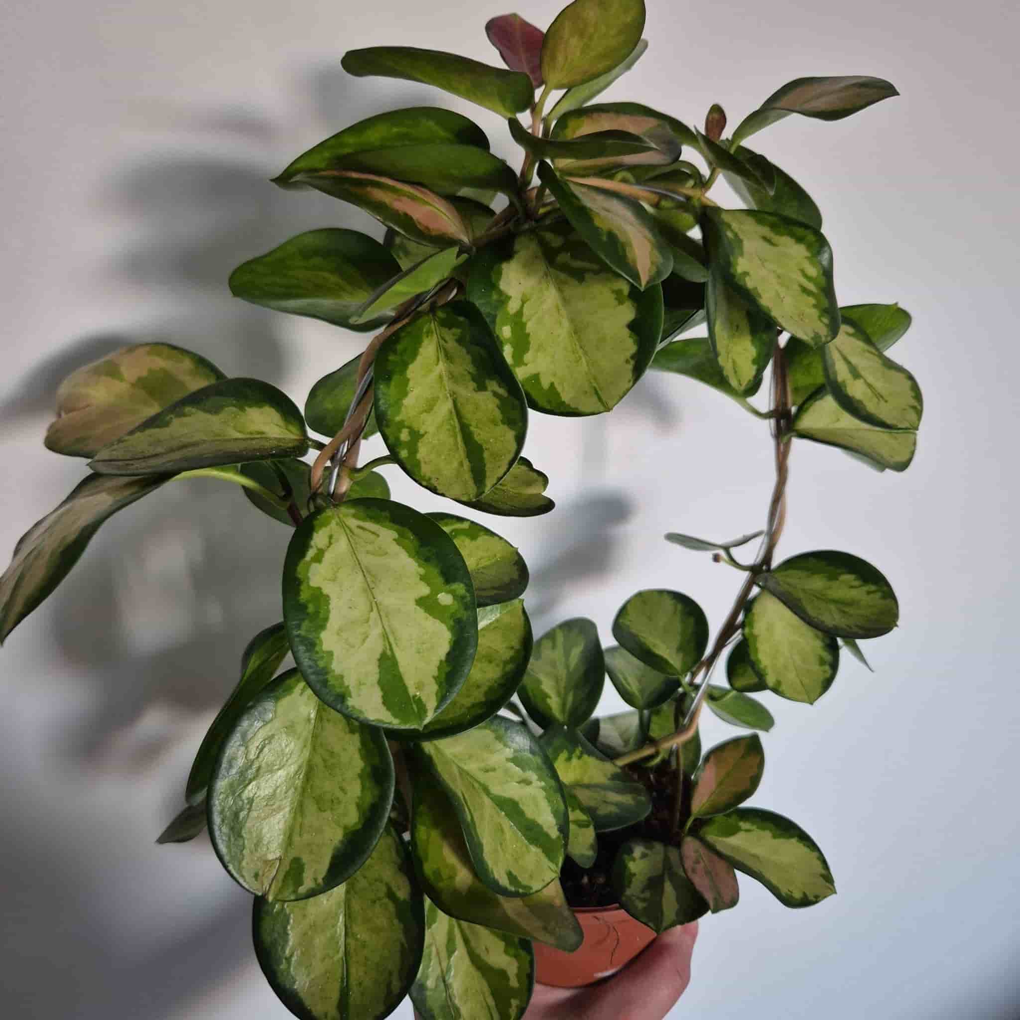 Hoya Australis Lisa