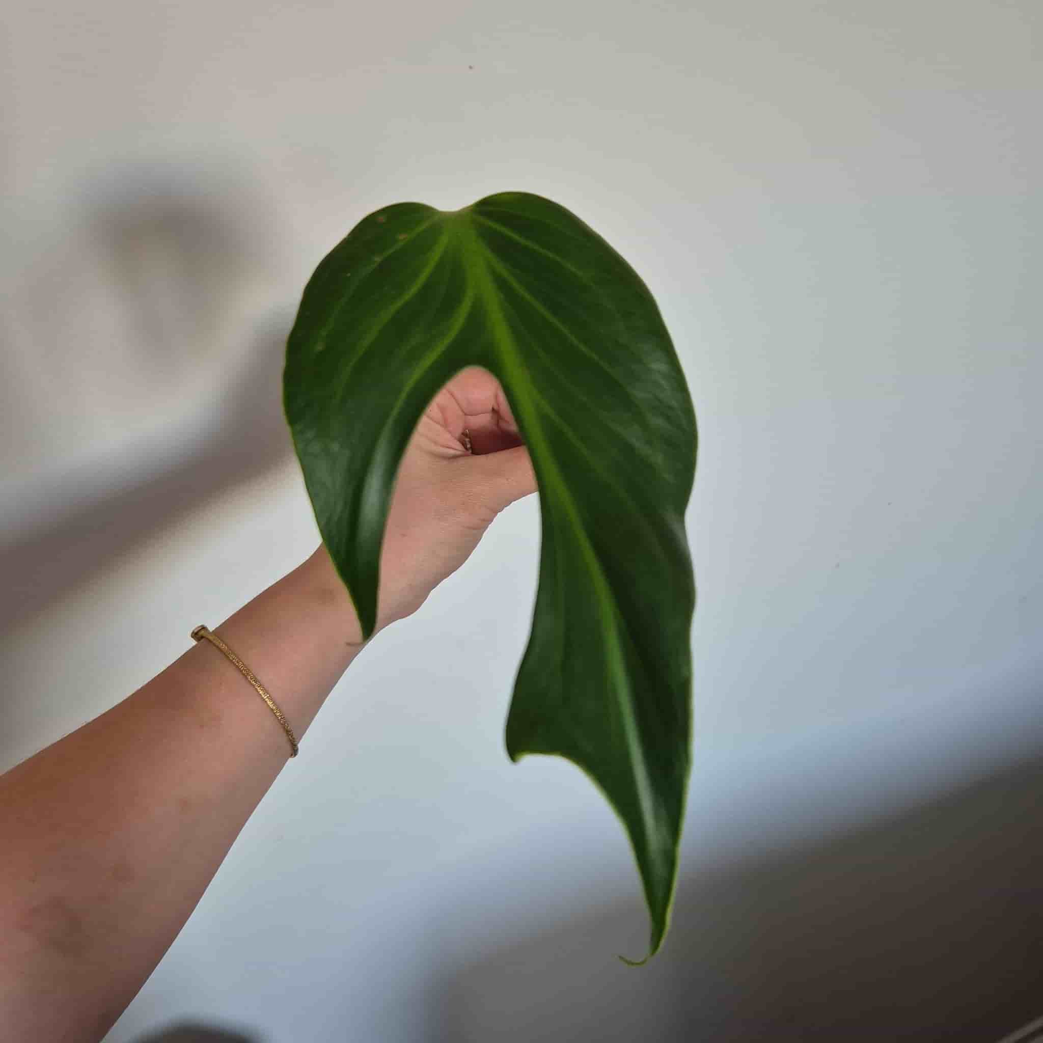 Monstera burle marx flame