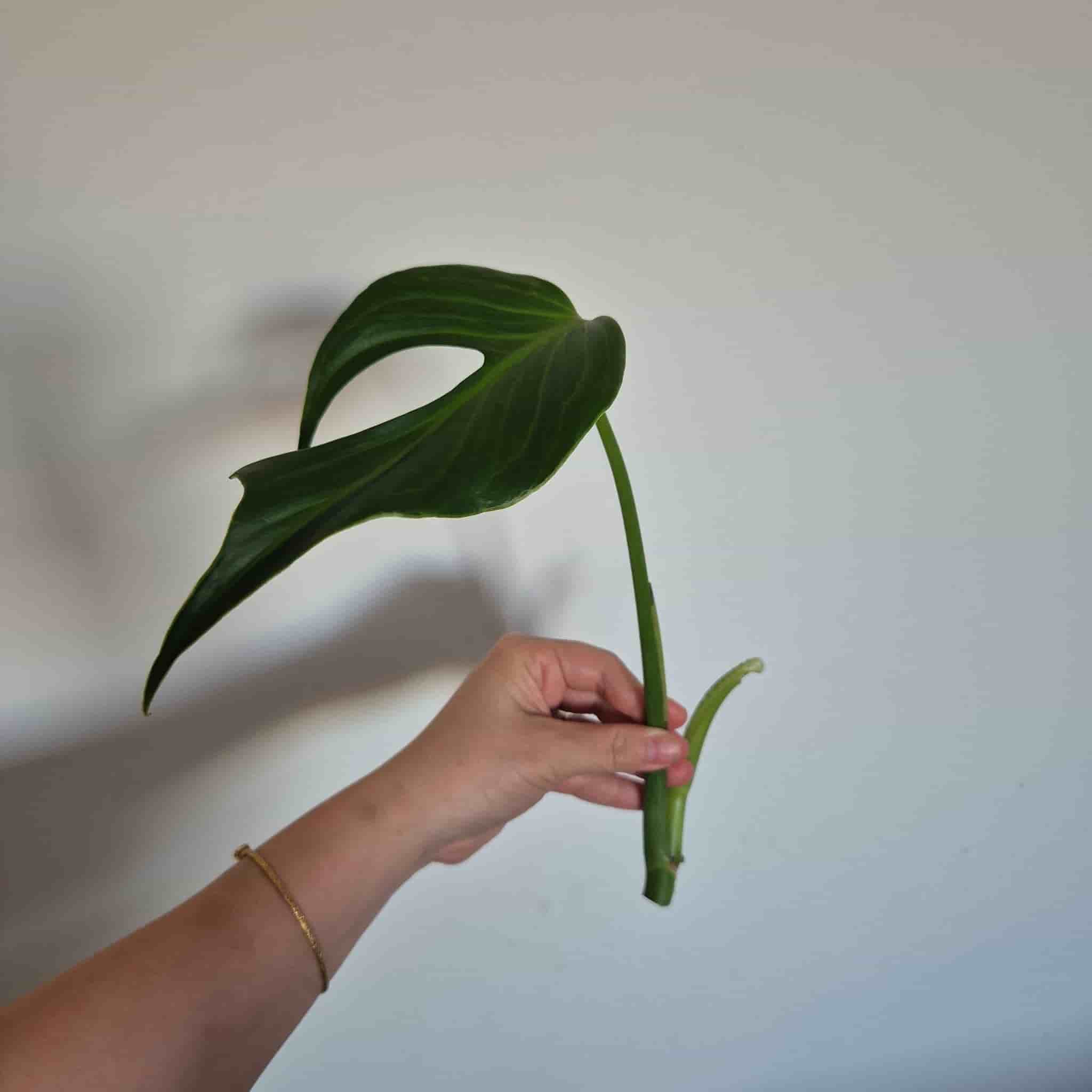 Monstera burle marx flame