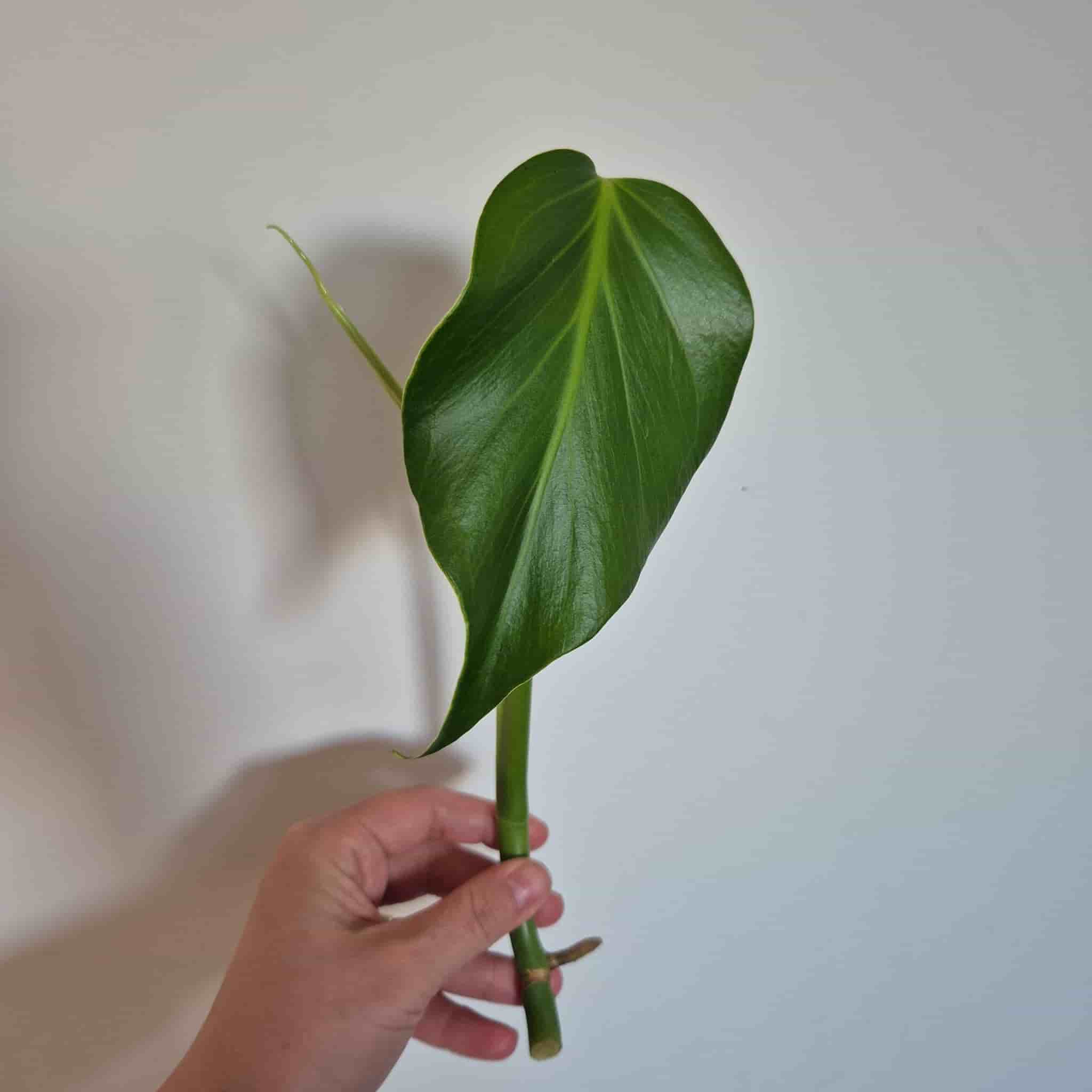 Monstera burle marx flame
