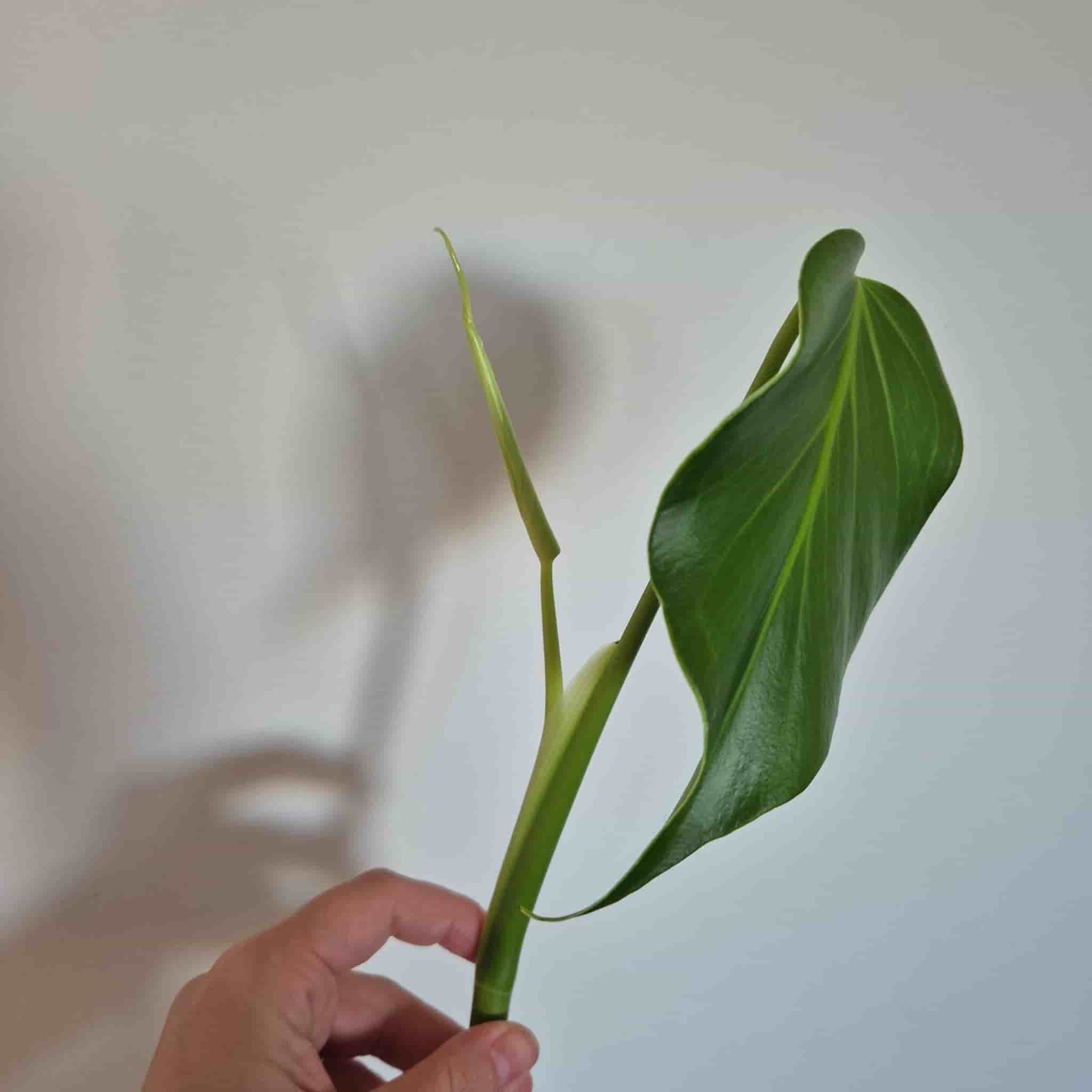 Monstera burle marx flame