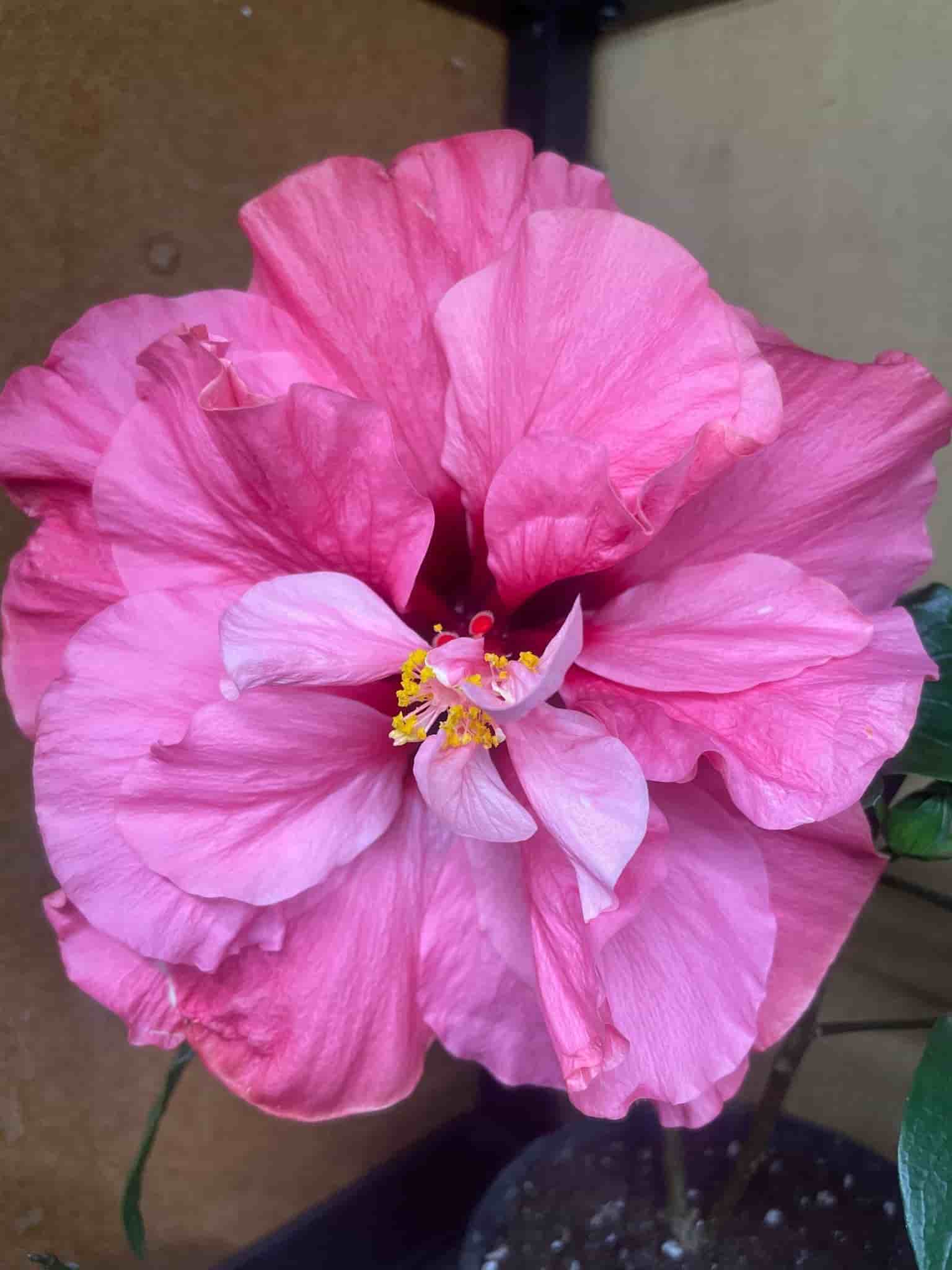Hibiskus 'Dubbel Rosa'