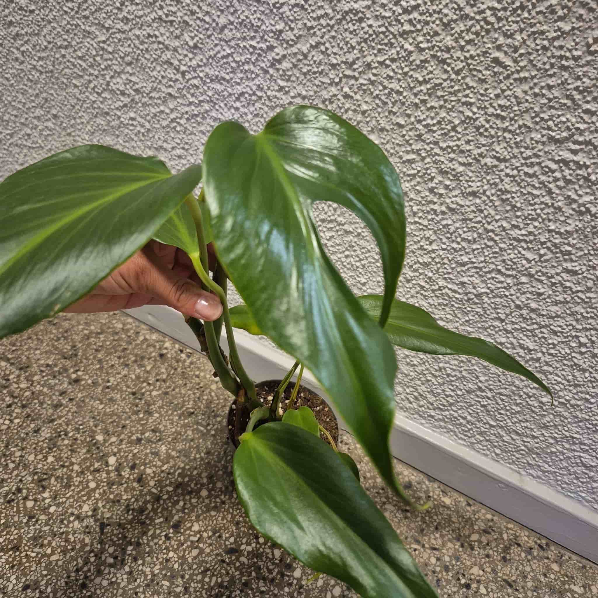 Monstera burle marx flame
