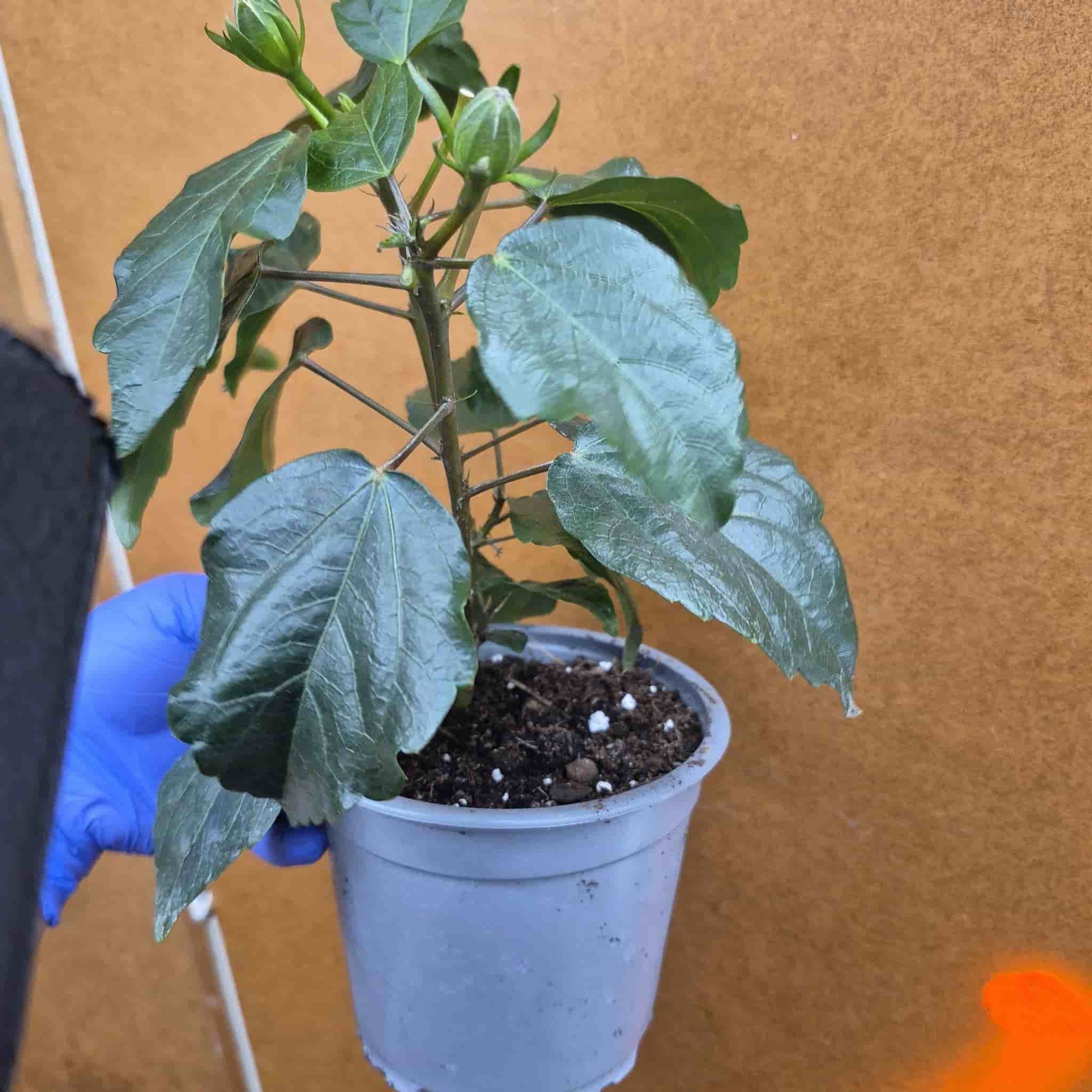 Hibiskus planta