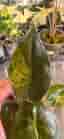 Alocasia Wentii Aurea