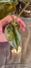Alocasia Wentii Aurea