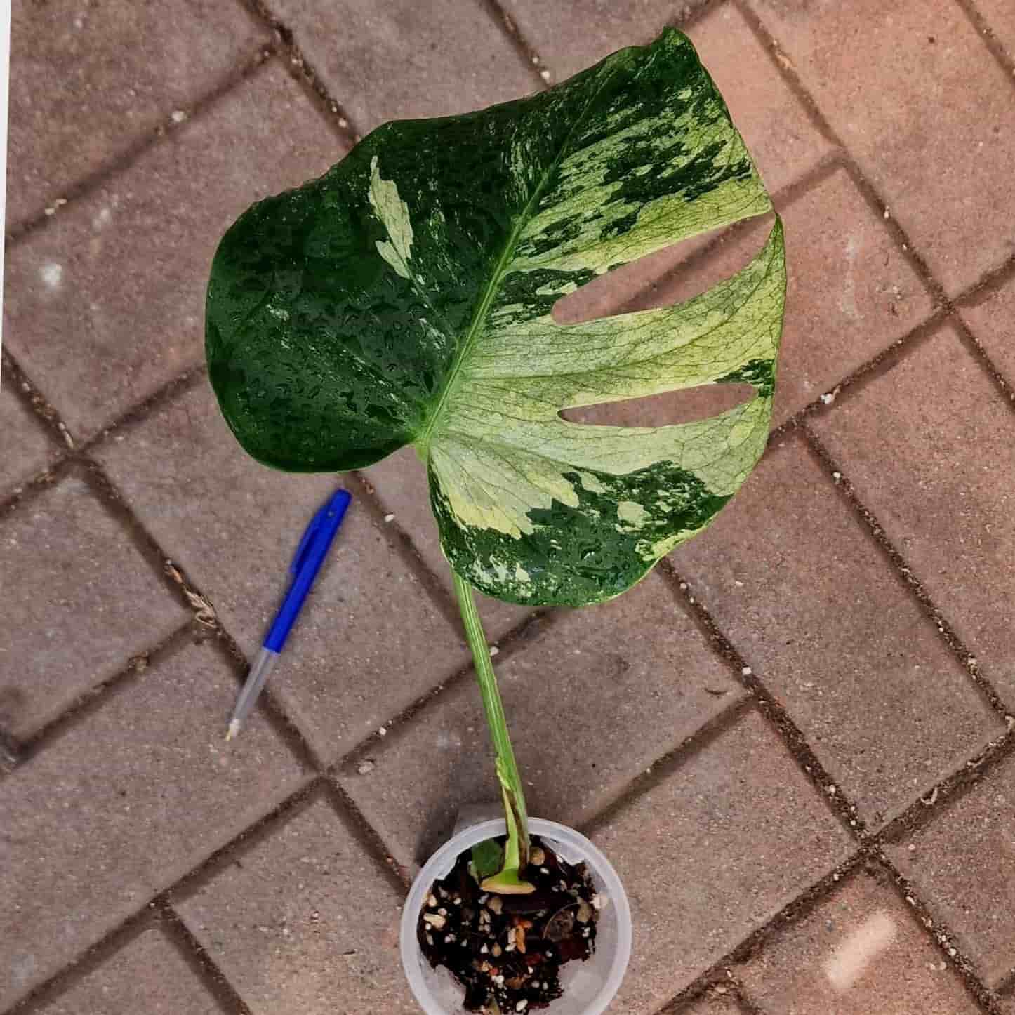 Monstera Deliciosa Larg form blue mint sport noid variegata