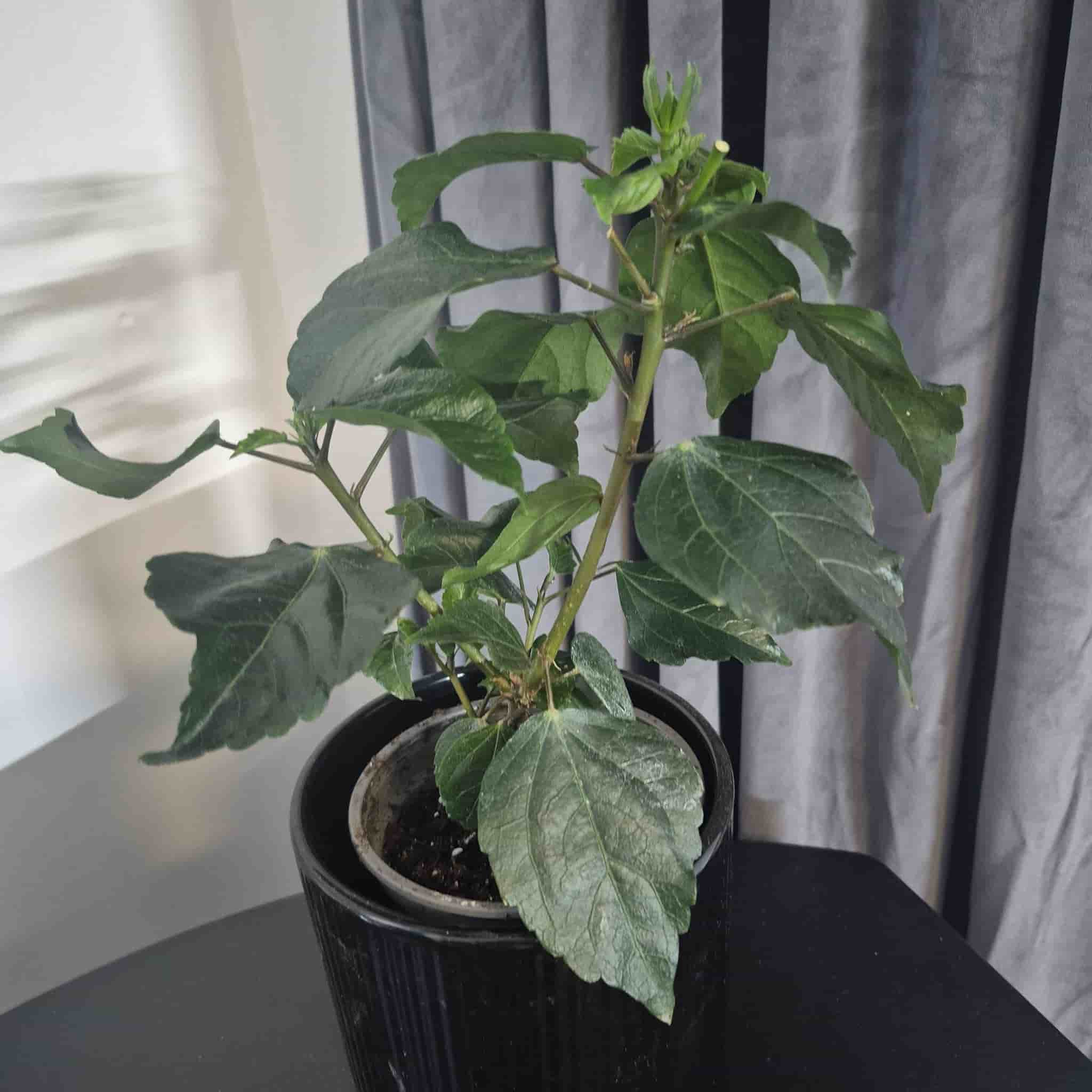 Hibiskusplanta