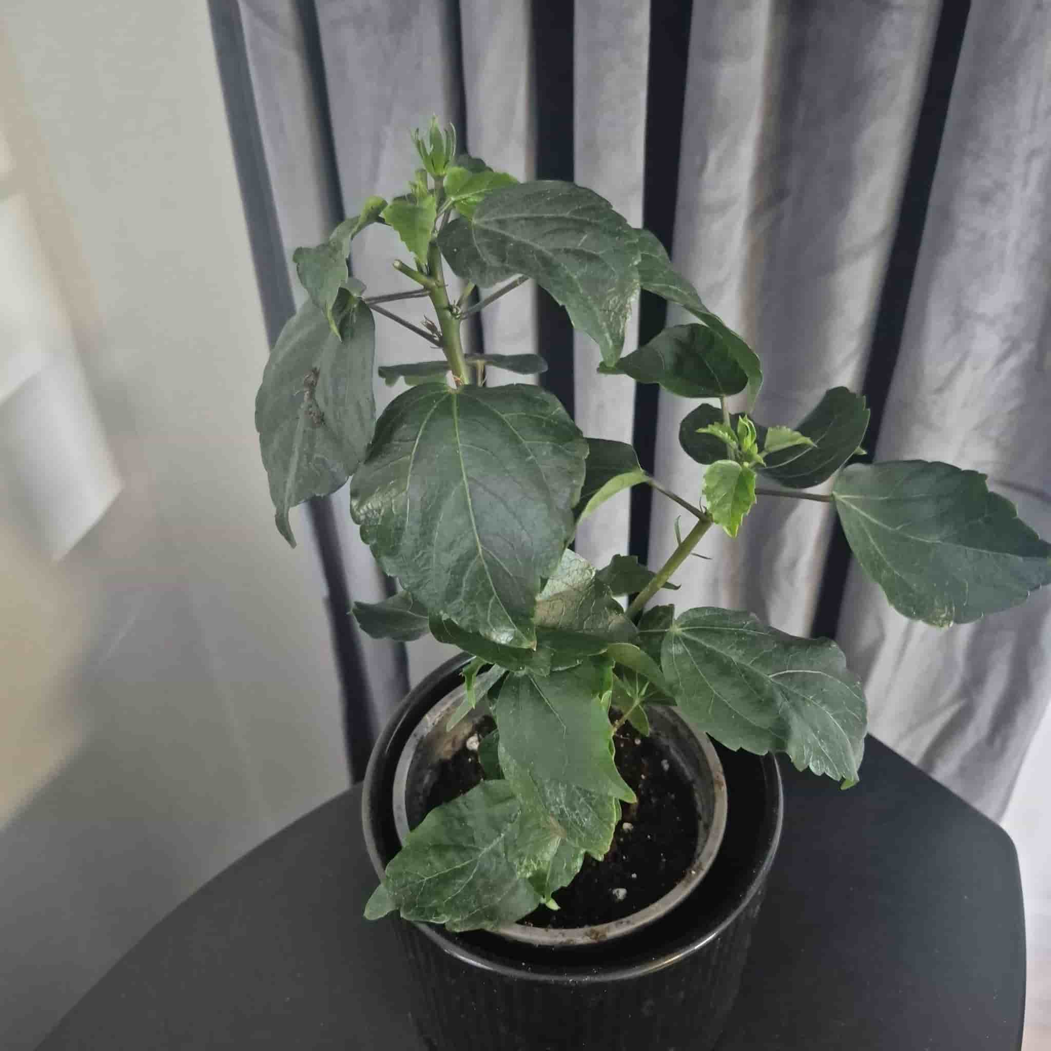 Hibiskusplanta