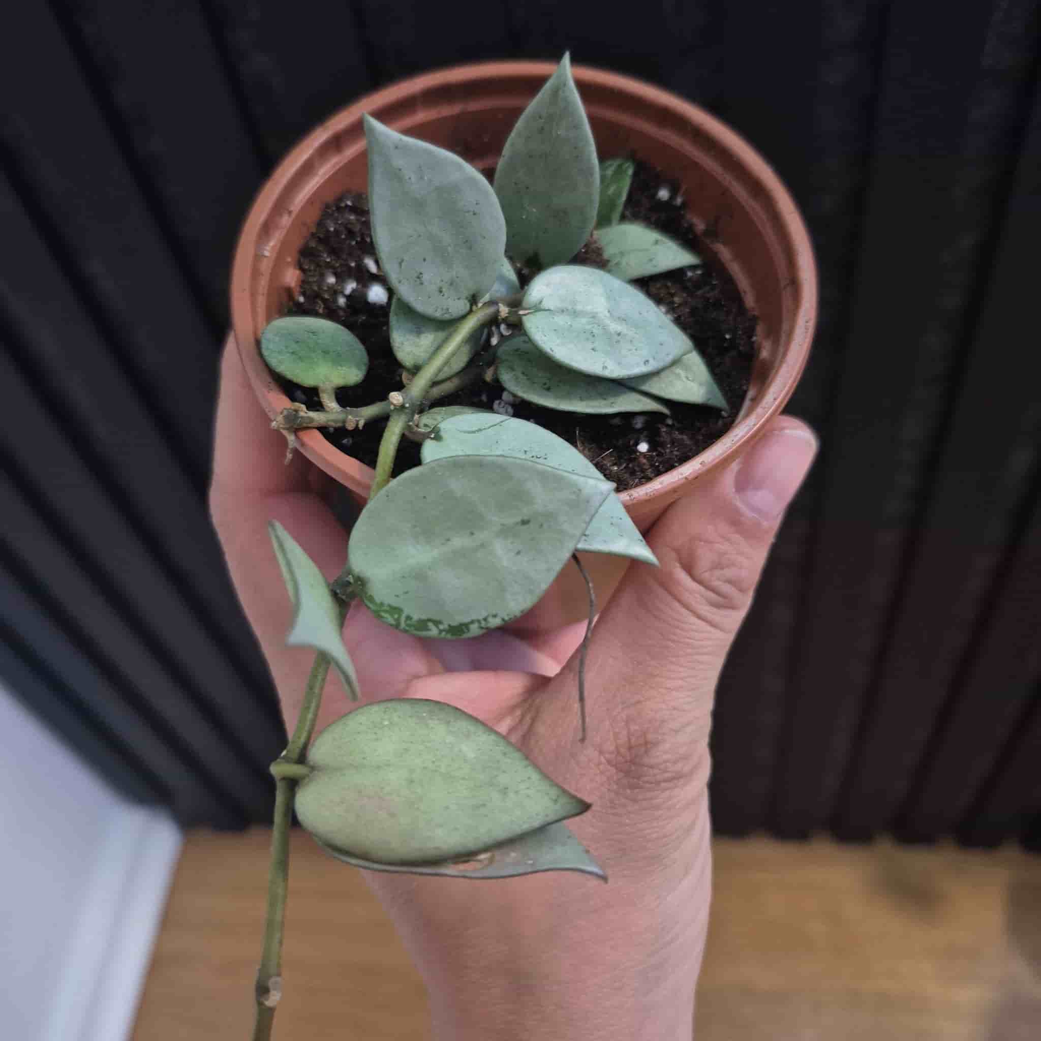 Hoya krohniana 'Eskimo'