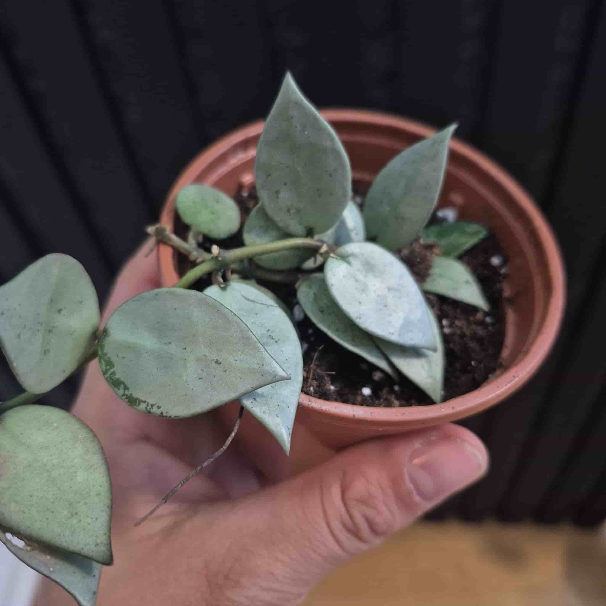Hoya krohniana 'Eskimo'