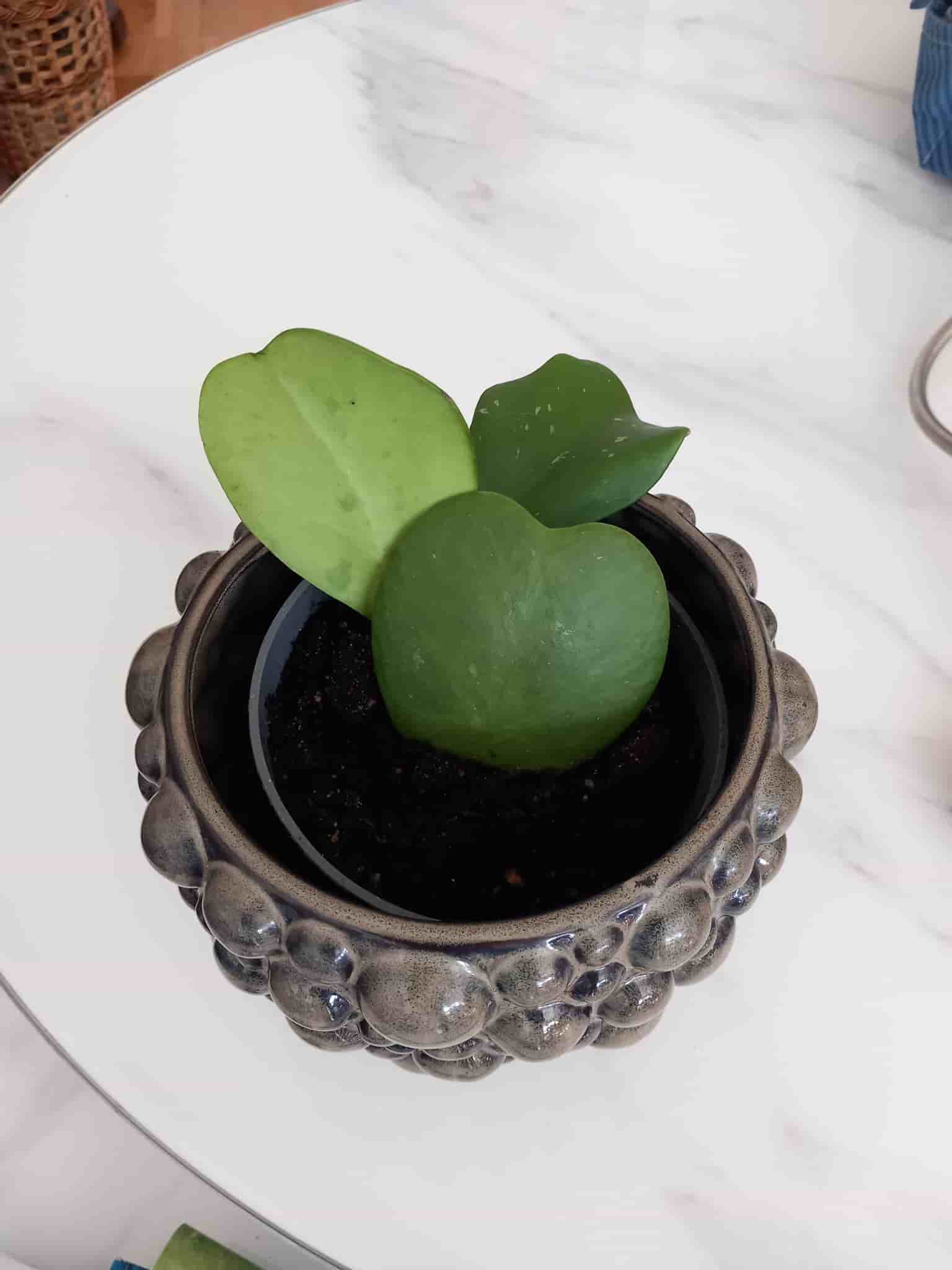 Hoya kerrii planta porslinsblomma hjärtformade blad hjärthoya