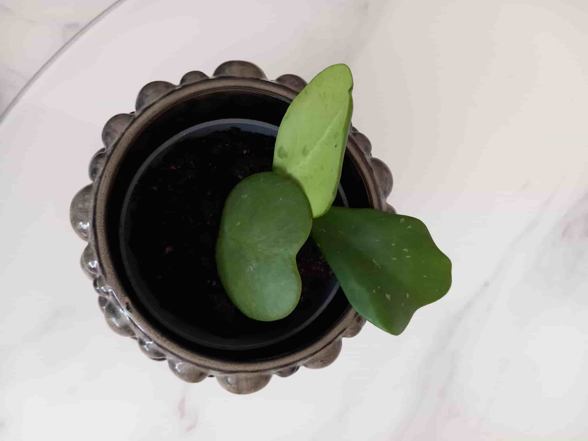Hoya kerrii planta porslinsblomma hjärtformade blad hjärthoya