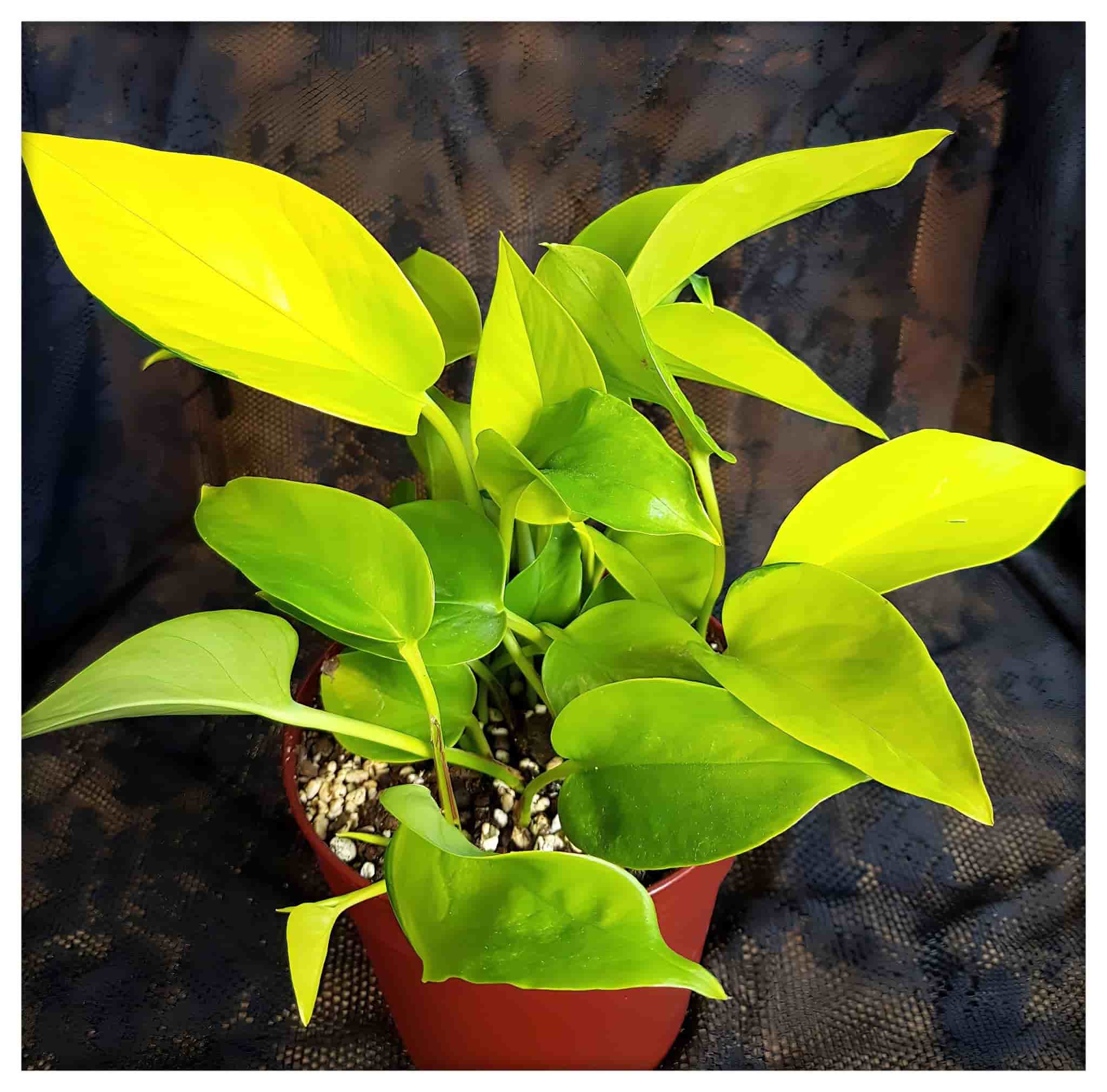 GYLLENE POTHOS GULLRANKA EPIPREMNUM AUREUM NEON ROTAD STICKLING SKOTT