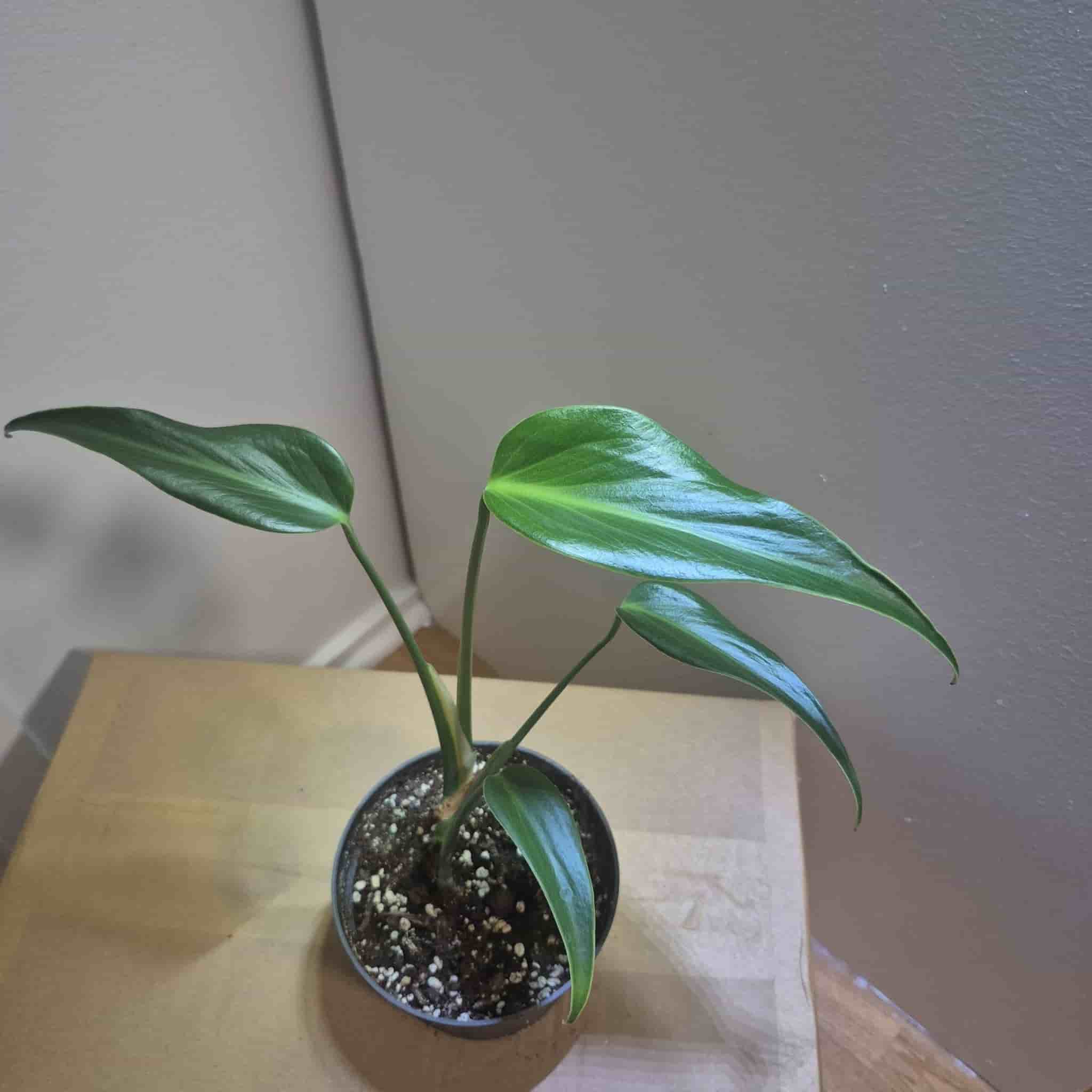 Monstera burle marx flame inte tc plant