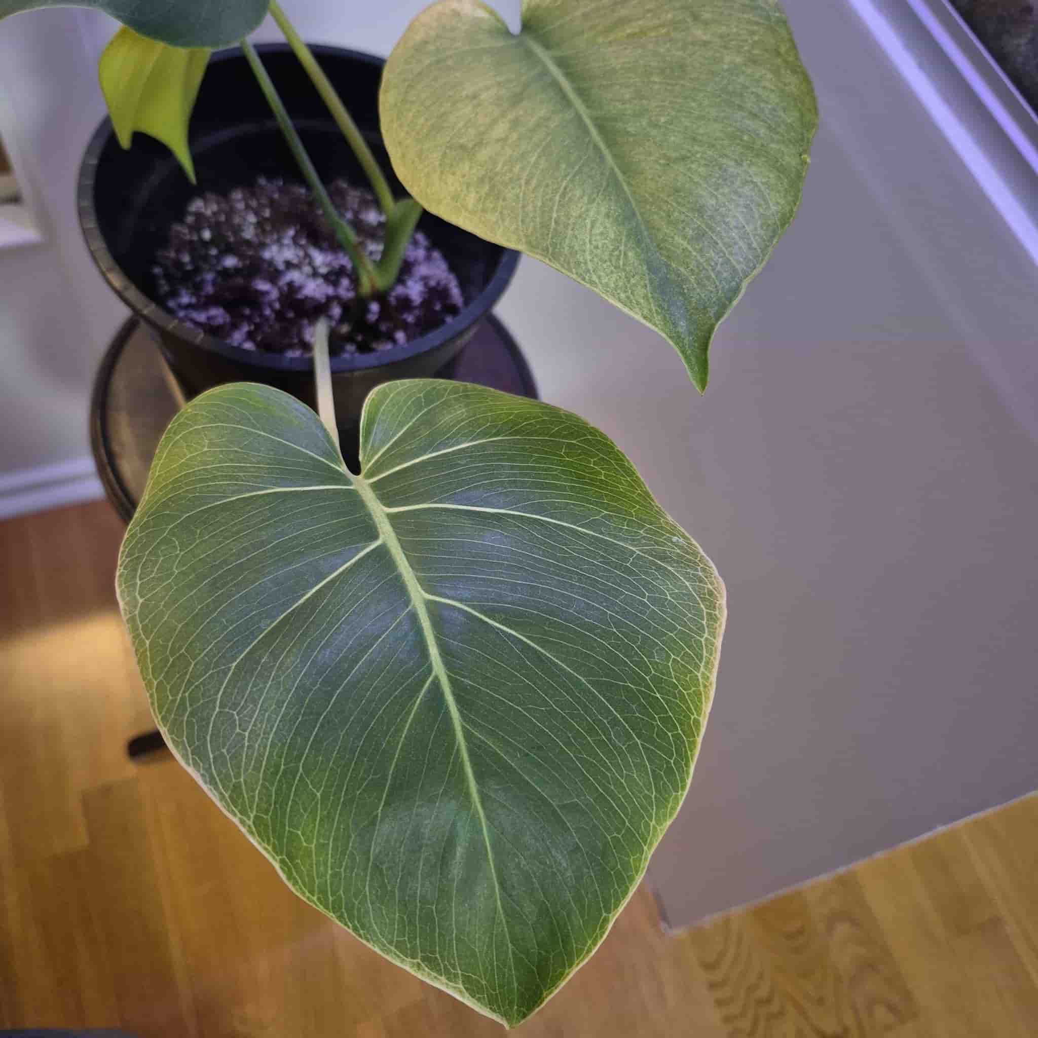 Monstera mint Mint-noid