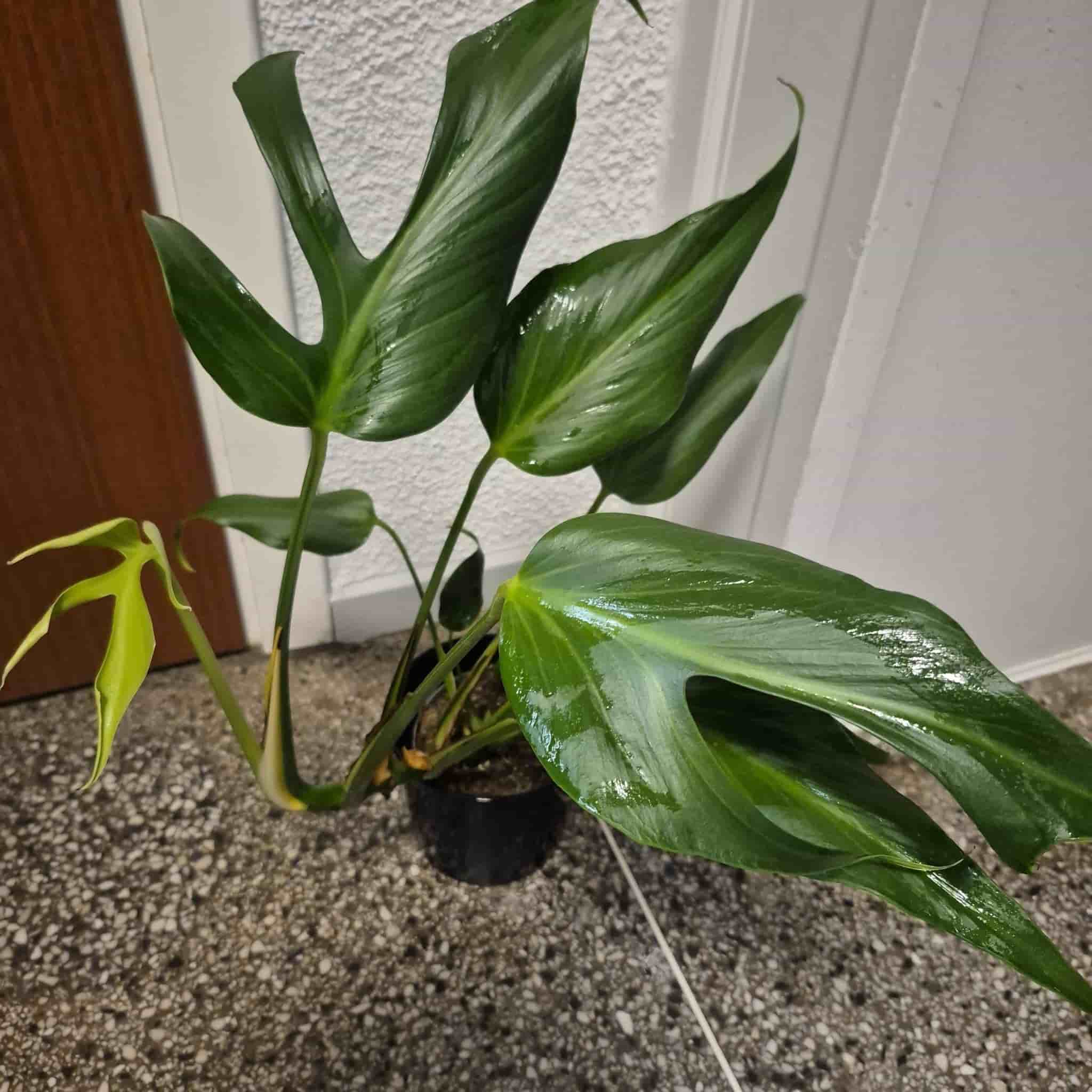 Monstera burle marx flame XL plantan