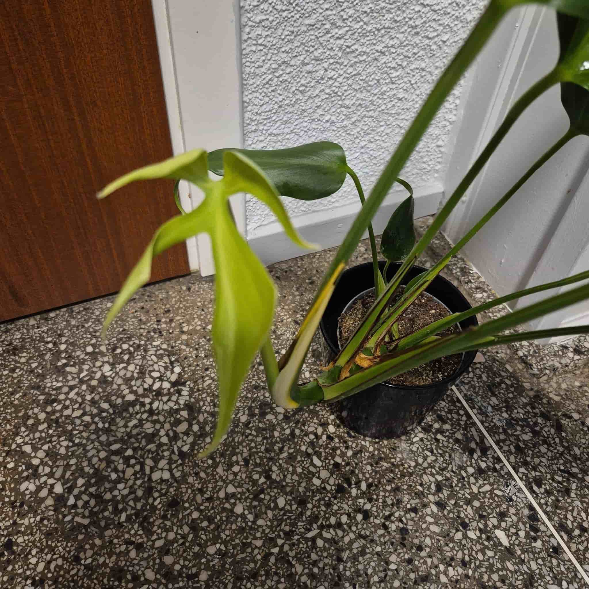 Monstera burle marx flame XL plantan