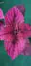Inky Pinky Palettblad stickling