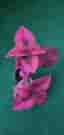 Inky Pinky Palettblad stickling