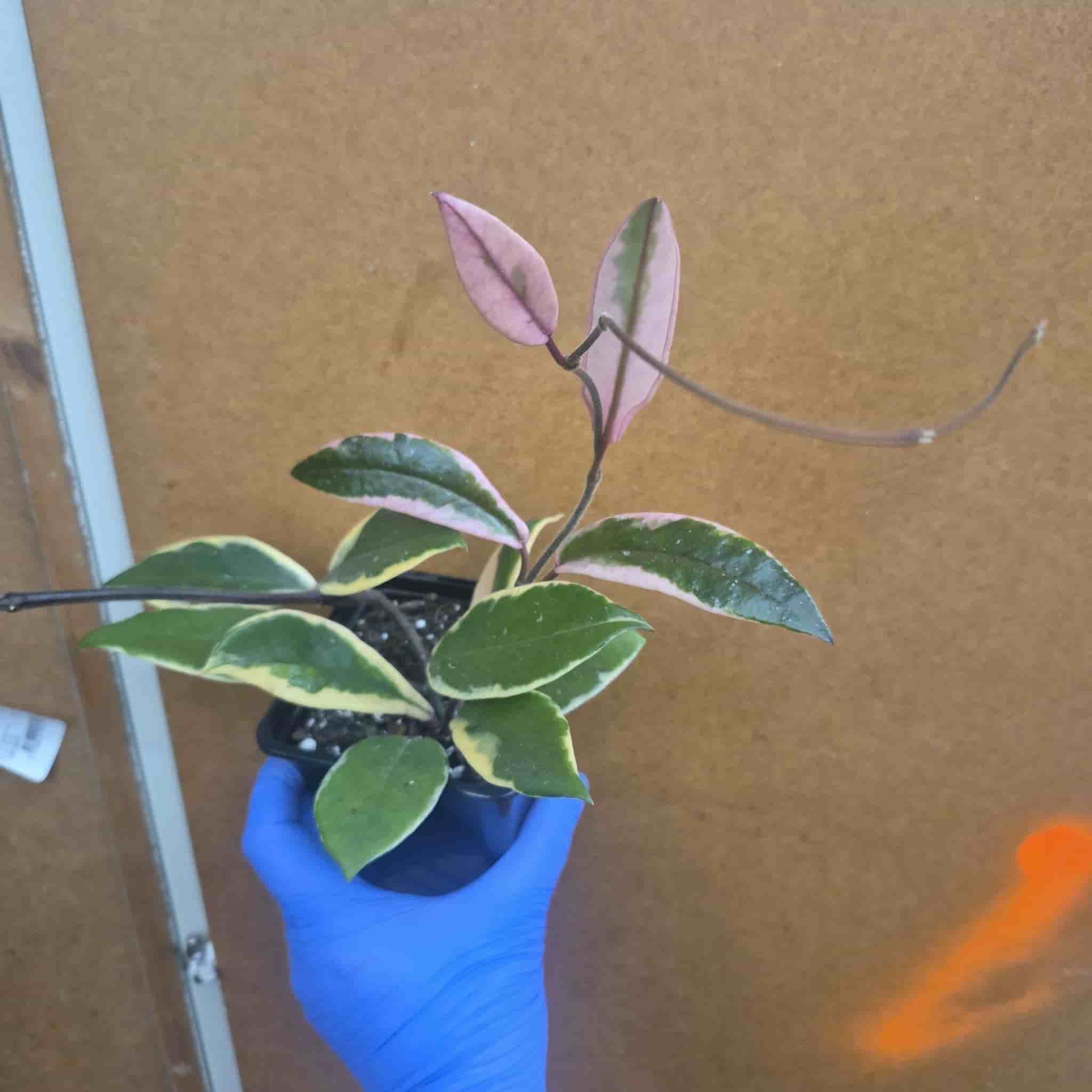 Hoya flamingo dream