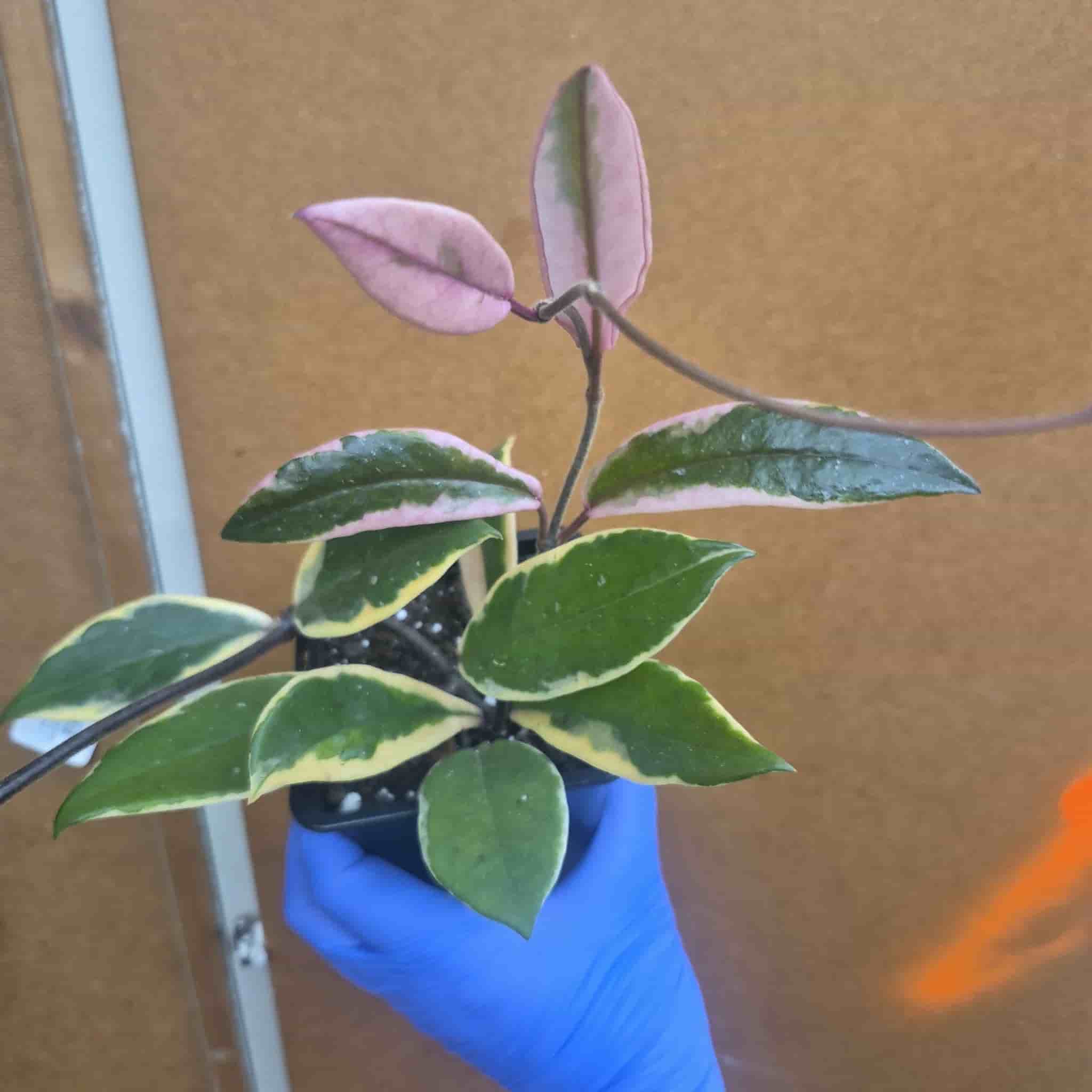 Hoya flamingo dream