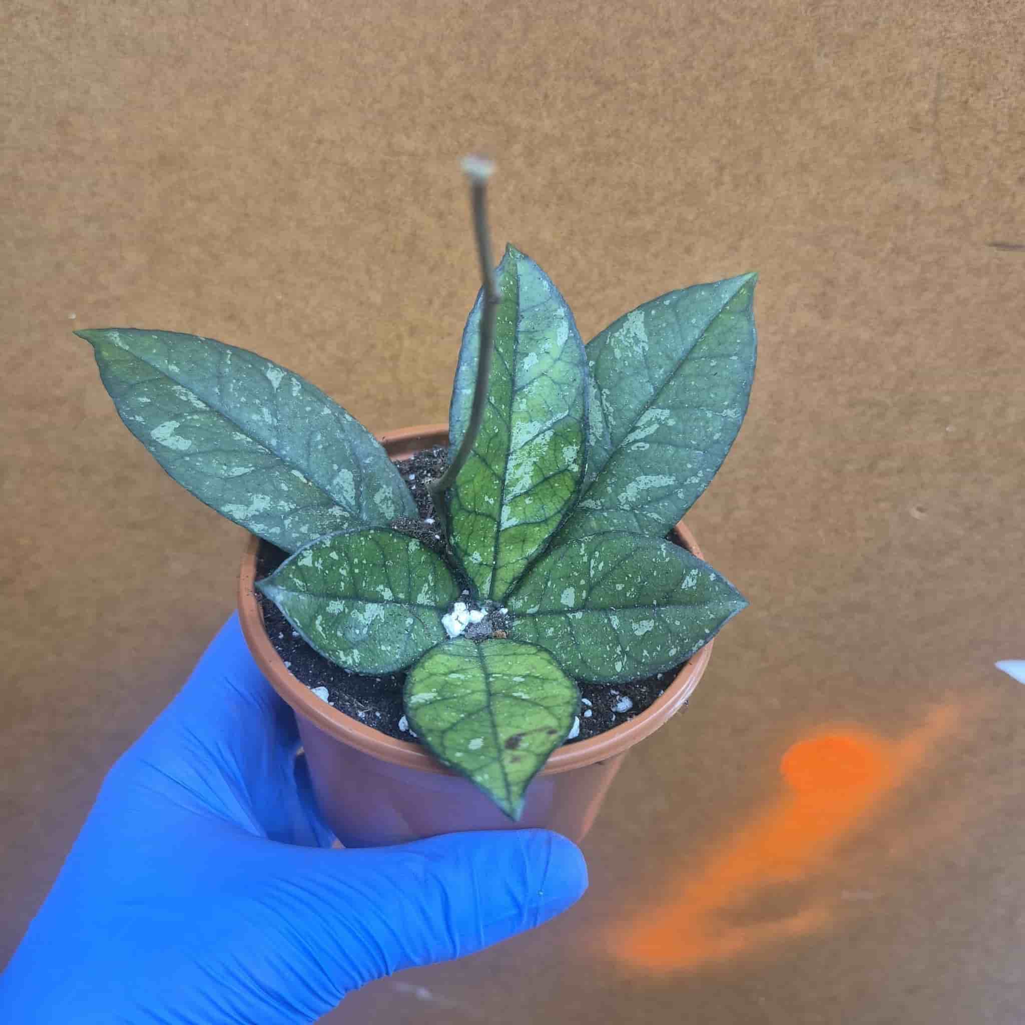Hoya crassipetiolata 'Splash'