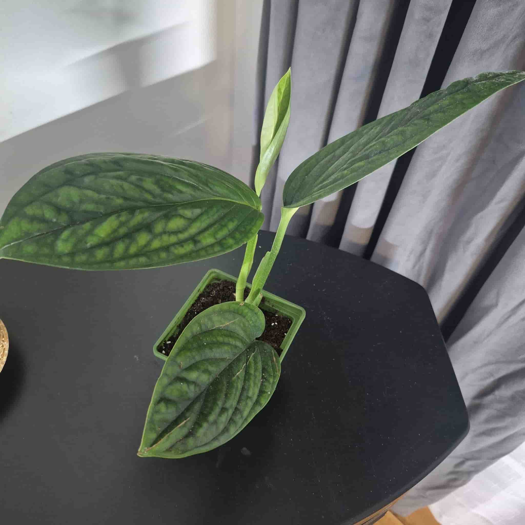Monstera Peru