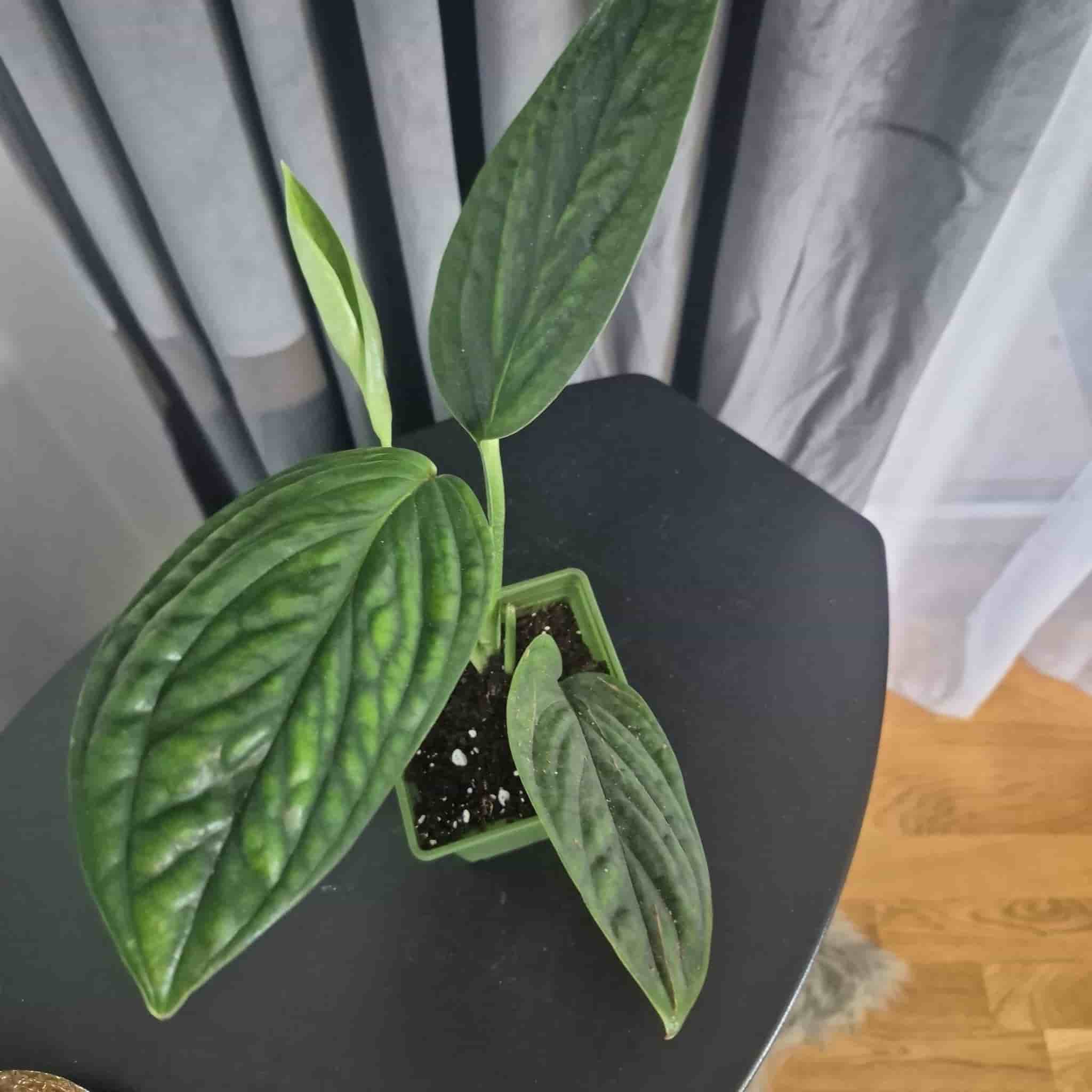 Monstera Peru