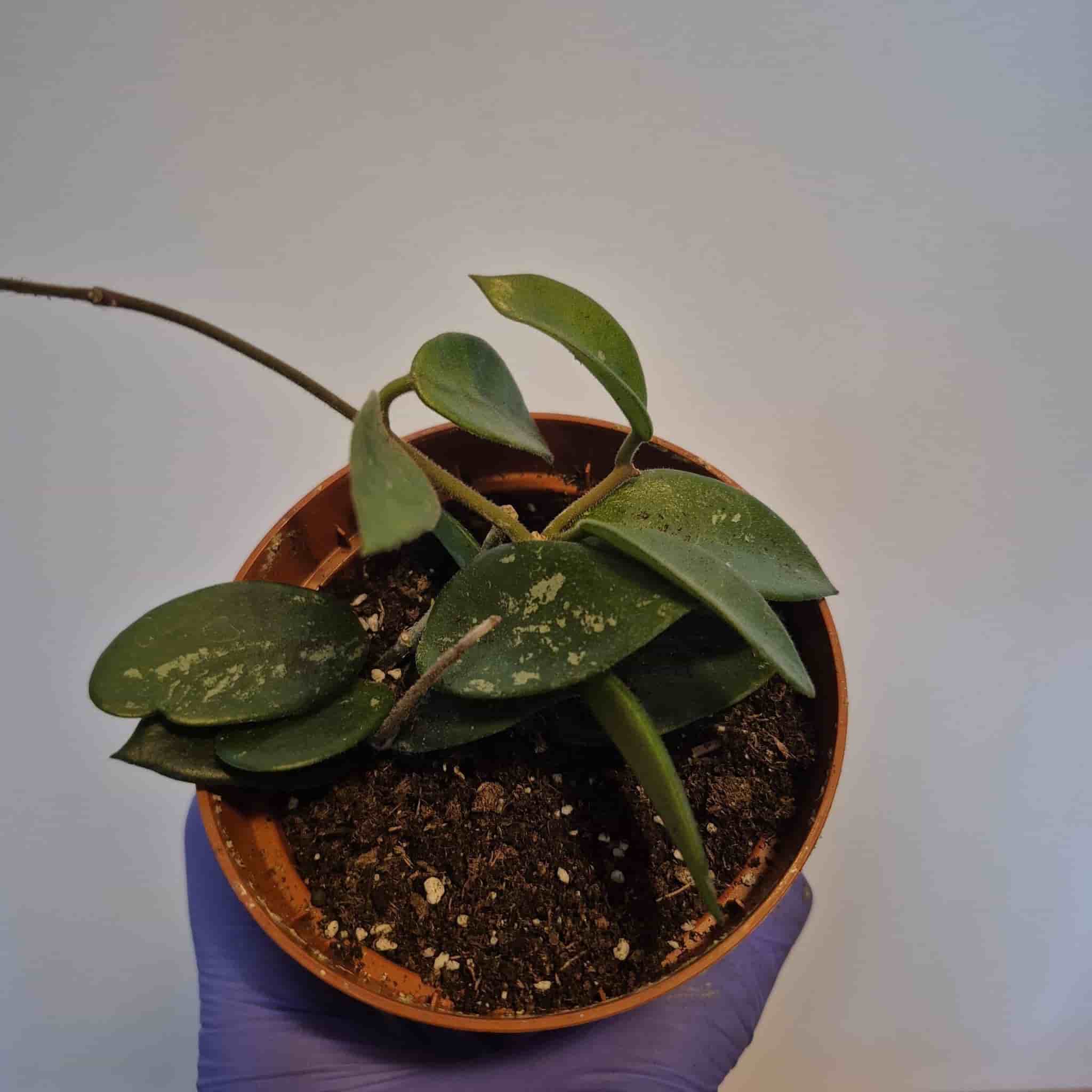 Hoya carnosa x serpens 'Chouke'