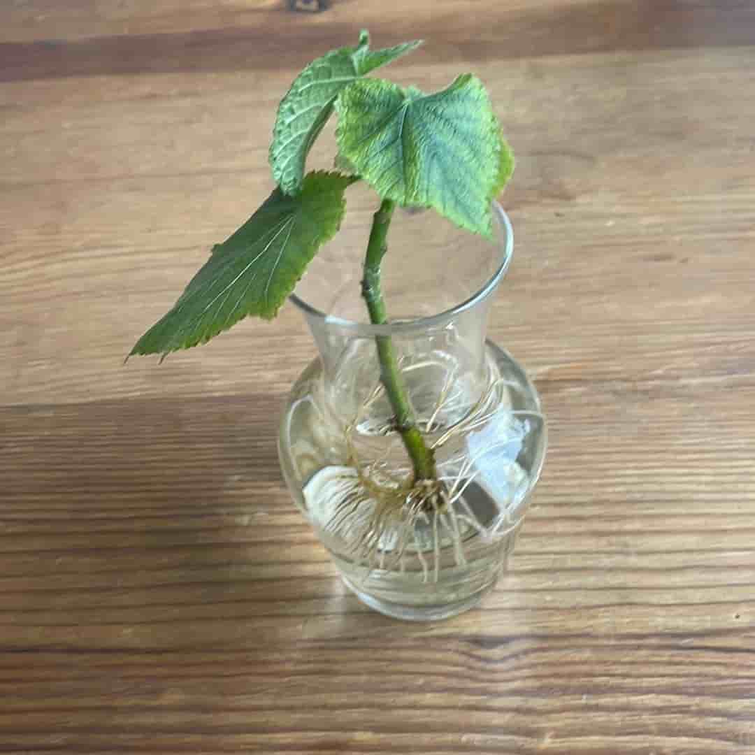 Rumslind, Sparrmannia Africana