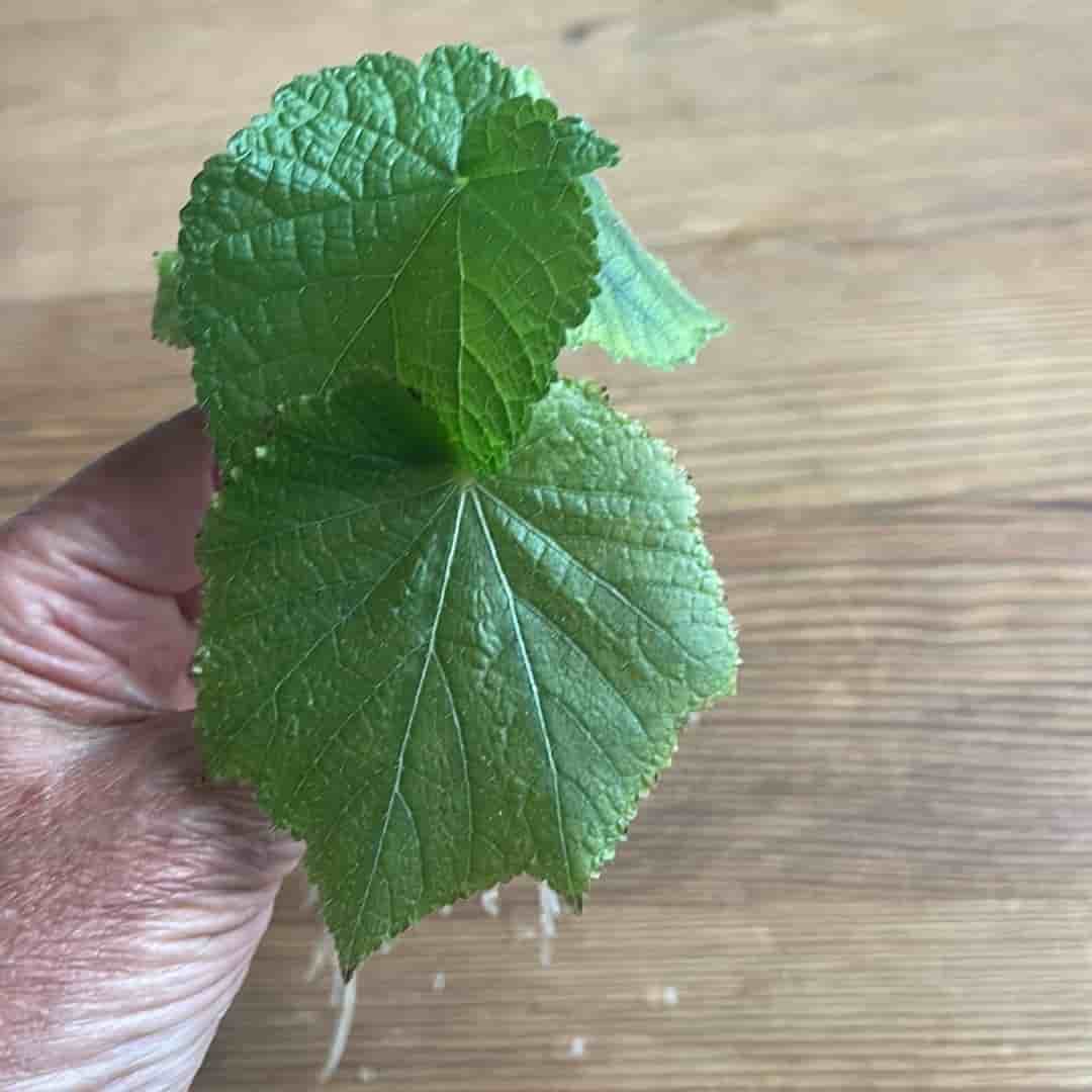 Rumslind, Sparrmannia Africana