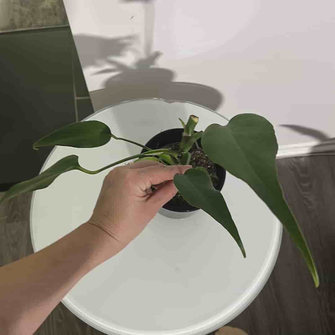Monstera burle marx flame
