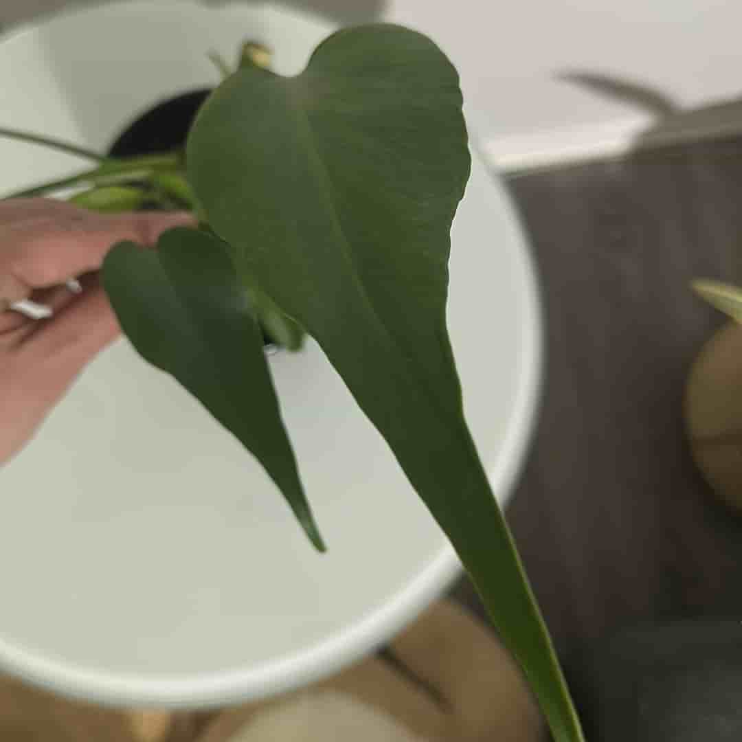 Monstera burle marx flame