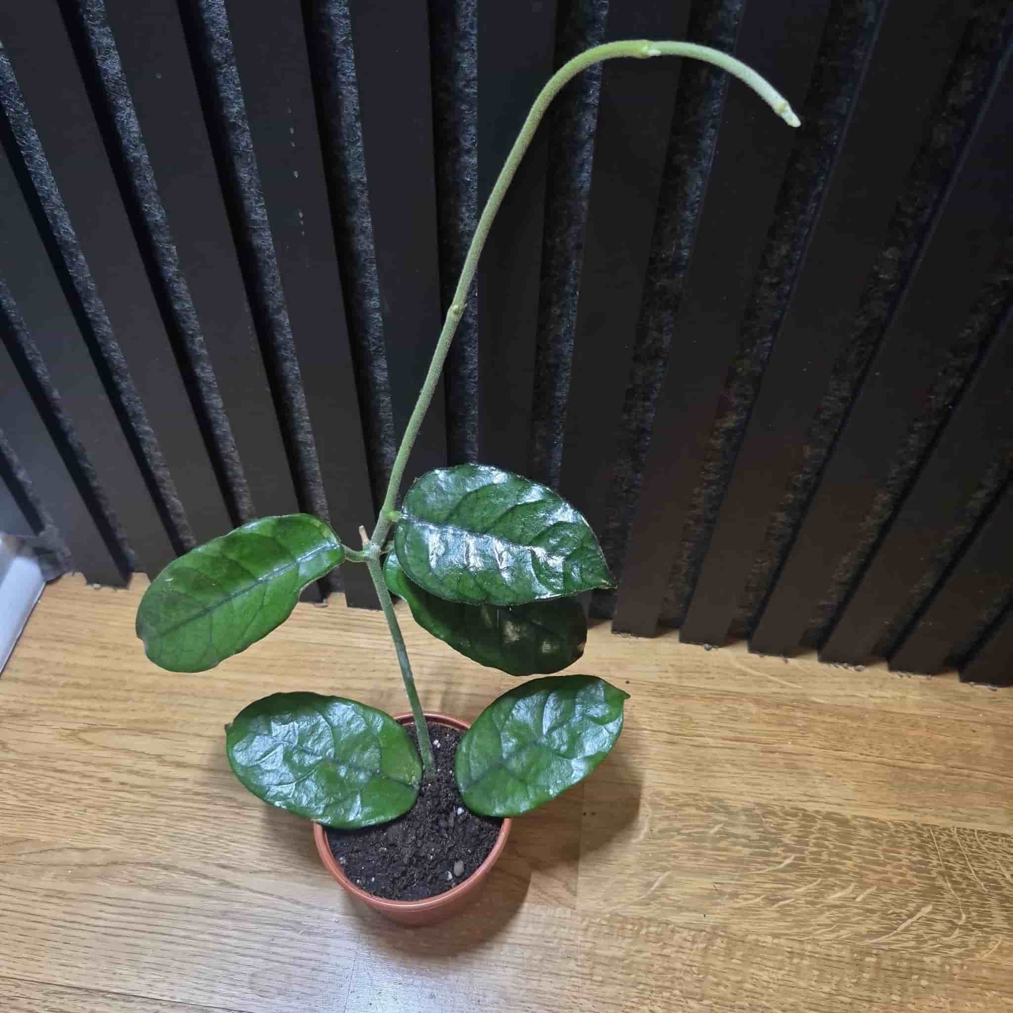 Hoya globulosa vilosa