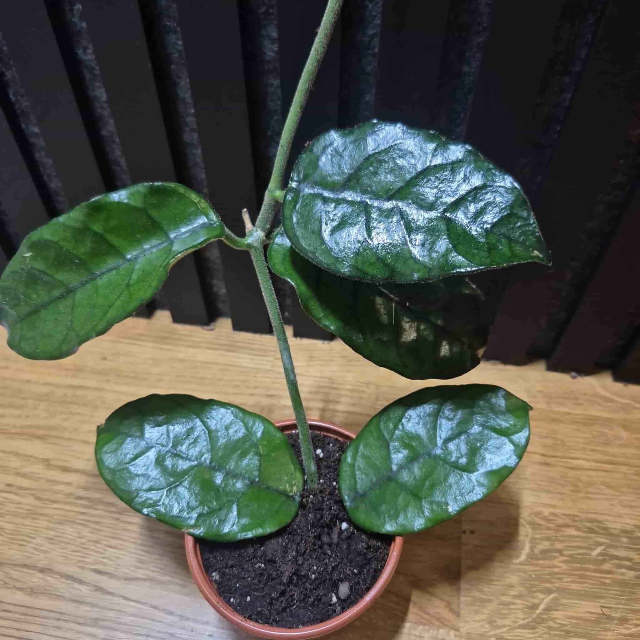 Hoya globulosa vilosa