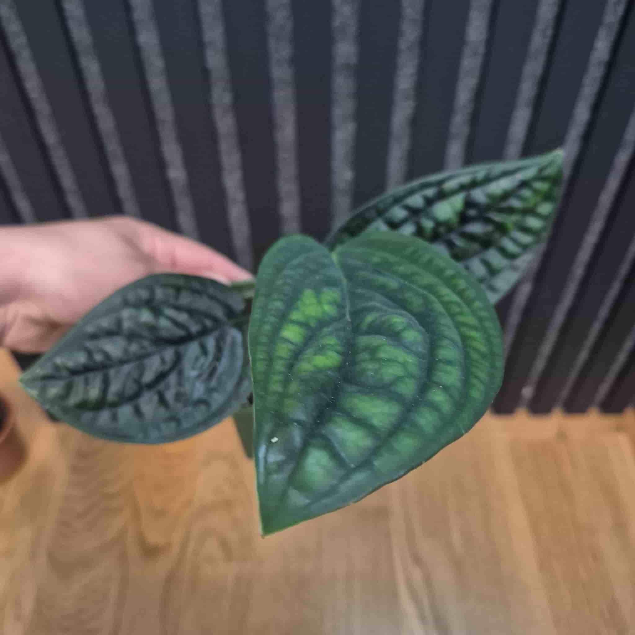 Monstera Peru