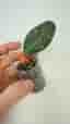Hoya sp. rintzii EPC-950, Borneo