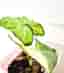 Syngonium Angustatum