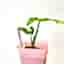 Syngonium Angustatum