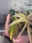 Philodendron Florida Beauty x Tortum – rotad hybrid