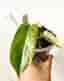 Philodendron Florida Beauty x Paraiso Verde – variegerad rotad hybrid