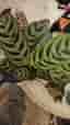 Calathea Makoyana planta