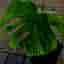 XXL - Monstera Deliciosa Larg form mint noid